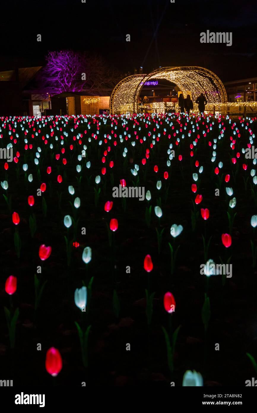 Romsey, Hampshire, Vereinigtes Königreich. November 2023. Vorschau Abend der Light Up Trails in den Sir Harold Hillier Gardens in Romsey, der morgen eröffnet wird mit einem kilometerlangen, immersiven Erlebnis, das von Light Up Trails geschaffen wird. Die prächtigen Gärten, die weltweit für ihre Sammlungen von Bäumen und seltenen Pflanzen bekannt sind, werden an Weihnachten in einem aufregenden neuen Licht gesehen, während die preisgekrönte Besucherattraktion nach Einbruch der Dunkelheit ihre Tore für ein ganz besonderes, absolut schönes Erlebnis öffnet, mit den Lichtern, die die Landschaft betonen, wie sie noch nie zuvor gesehen wurden. Quelle: Carolyn Jenkins/Alamy Live News Stockfoto