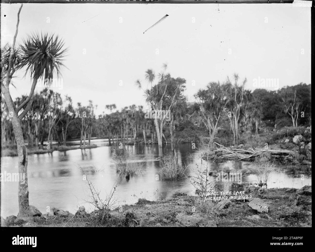 Blick auf den Cabbage Tree Lake, Auckland (V1-FL73765688). Stockfoto