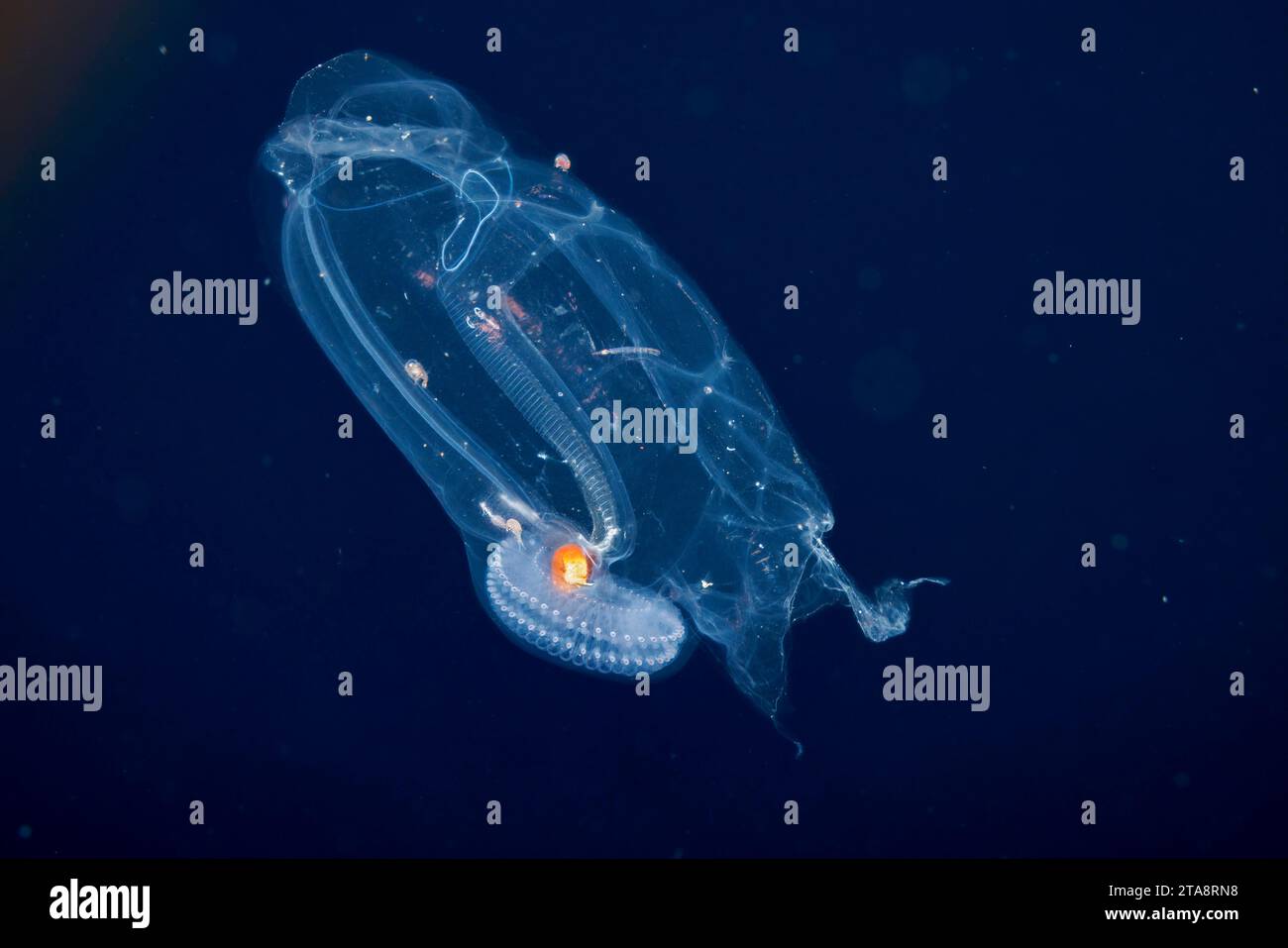 Diese pelagische Tunicate oder Salpe, Salpa aspera, gehört zur Familie der Salpidae der gelatinösen Tiere, Yap, Föderierte Staaten von Mikronesien. Stockfoto