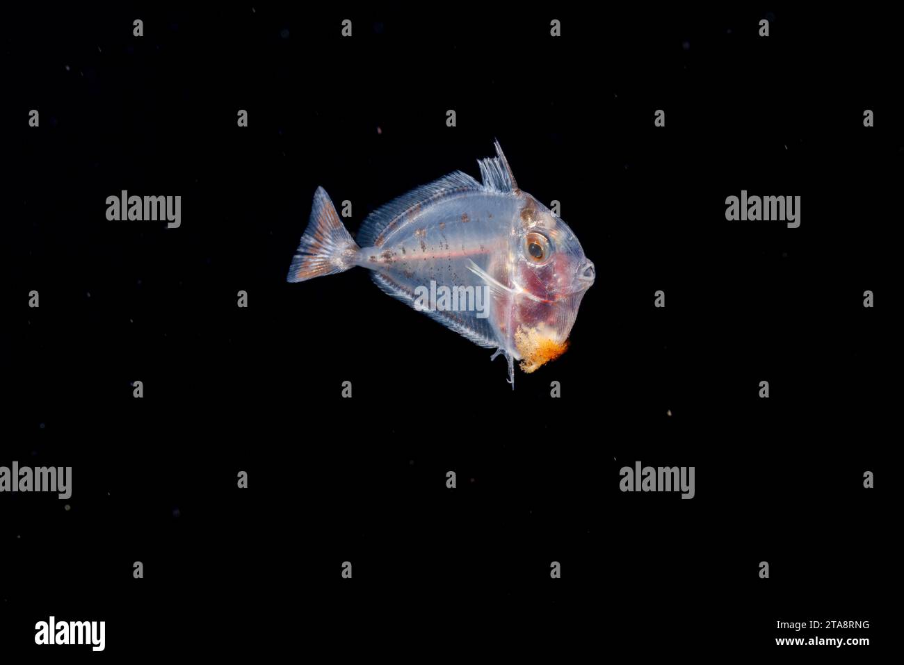 Dieses Larvenstadium eines Chirurgenfisches ist nur drei Zentimeter lang und wurde während eines blackwater Drift Tauchgangs im offenen Ozean auf 50 Fuß mit Boden fotografiert Stockfoto