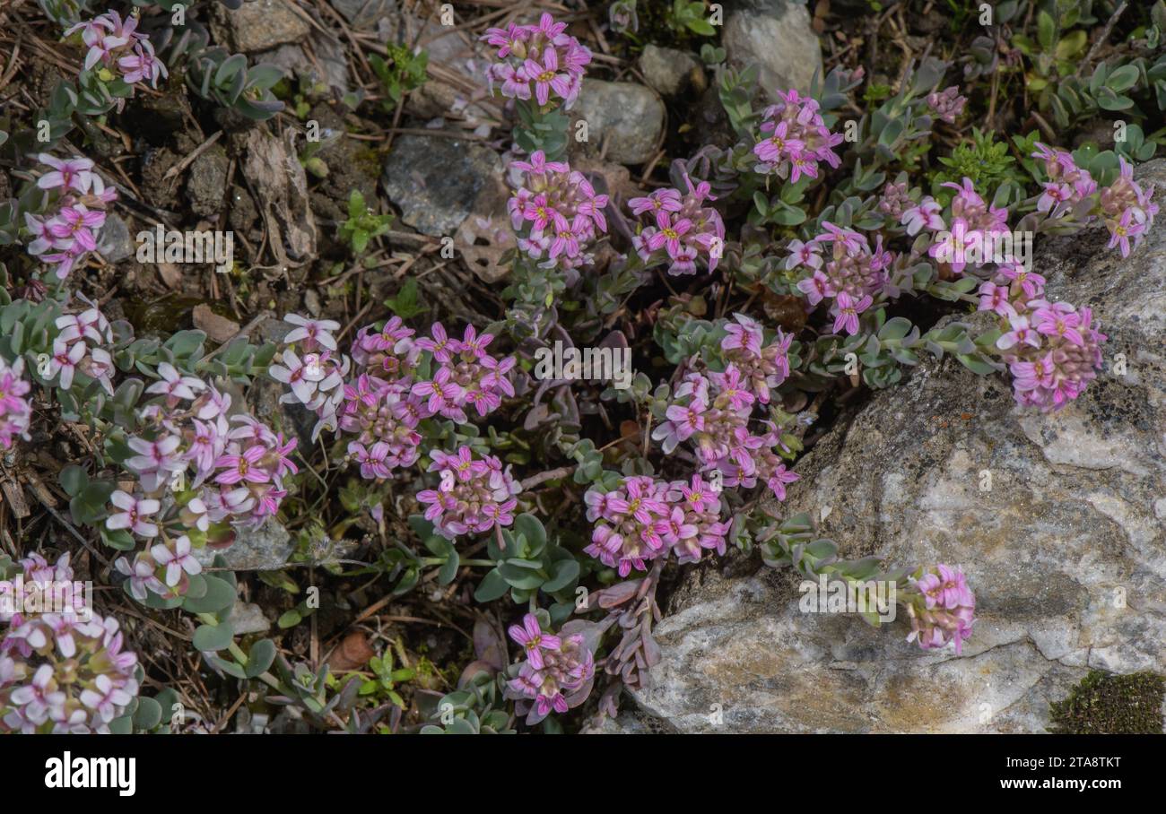 Thomas' Aethionema, Aethionema thomasianum, in der Blüte der italienischen Alpen. Seltene Südwestalpen endemisch. Stockfoto