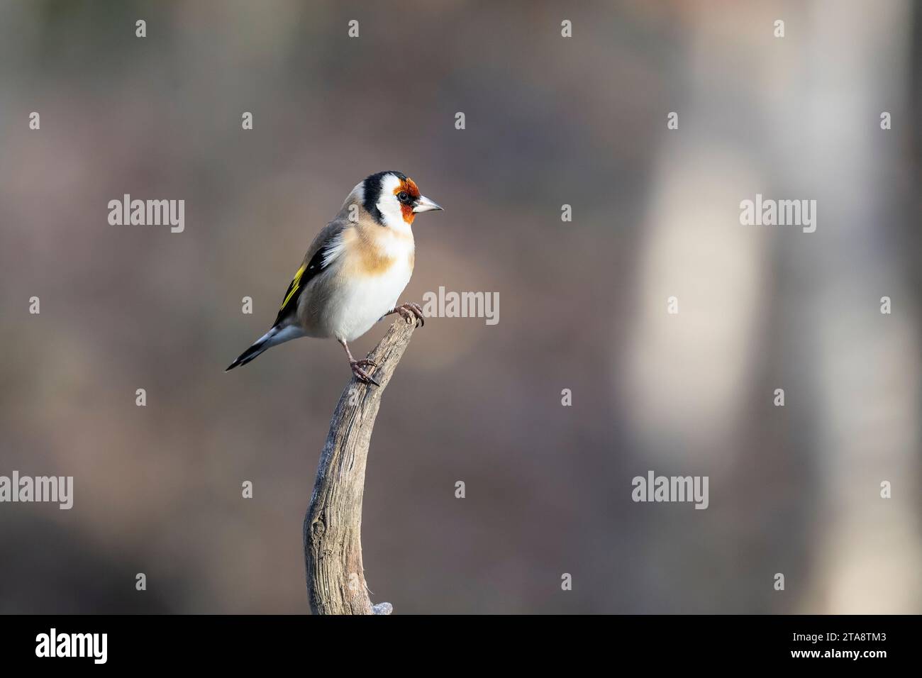 Europäischer Goldfink Carduelis carduelis, der auf einem toten Baumzweig vor diffusem Hintergrund thront Stockfoto