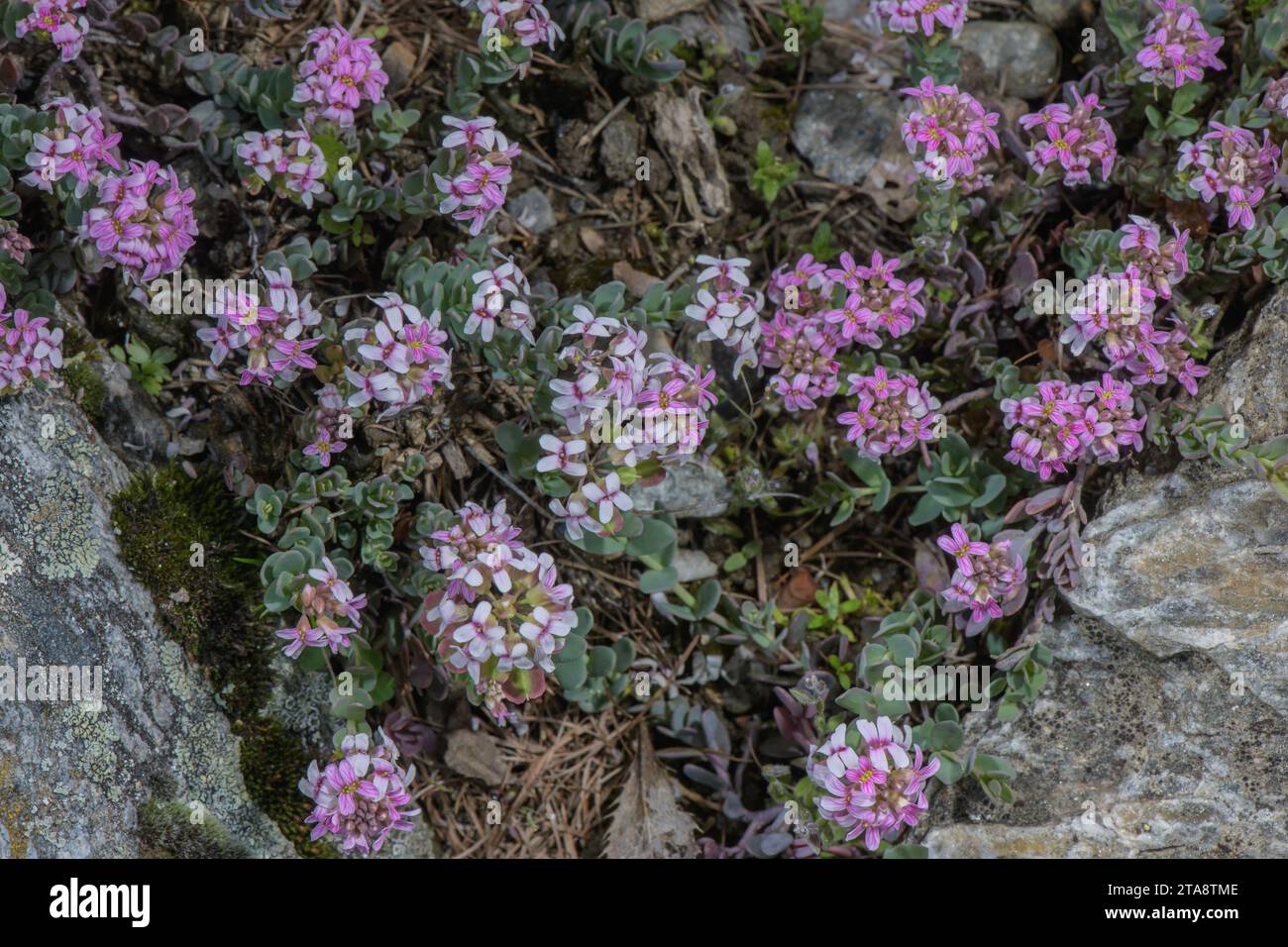 Thomas' Aethionema, Aethionema thomasianum, in der Blüte der italienischen Alpen. Seltene Südwestalpen endemisch. Stockfoto