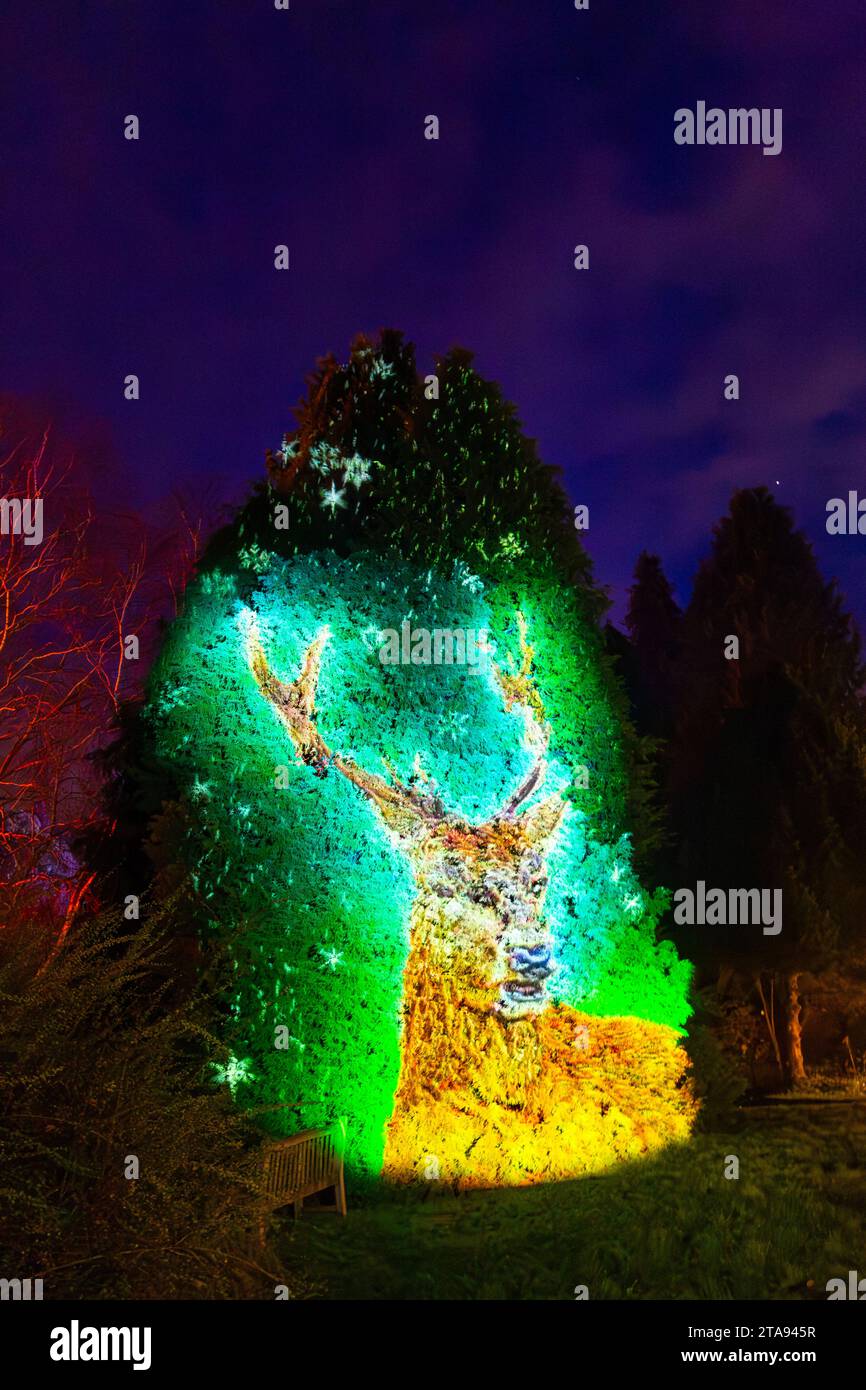 Romsey, Hampshire, Vereinigtes Königreich. November 2023. Vorschau Abend der Light Up Trails in den Sir Harold Hillier Gardens in Romsey, der morgen eröffnet wird mit einem kilometerlangen, immersiven Erlebnis, das von Light Up Trails geschaffen wird. Die prächtigen Gärten, die weltweit für ihre Sammlungen von Bäumen und seltenen Pflanzen bekannt sind, werden an Weihnachten in einem aufregenden neuen Licht gesehen, während die preisgekrönte Besucherattraktion nach Einbruch der Dunkelheit ihre Tore für ein ganz besonderes, absolut schönes Erlebnis öffnet, mit den Lichtern, die die Landschaft betonen, wie sie noch nie zuvor gesehen wurden. Quelle: Carolyn Jenkins/Alamy Live News Stockfoto