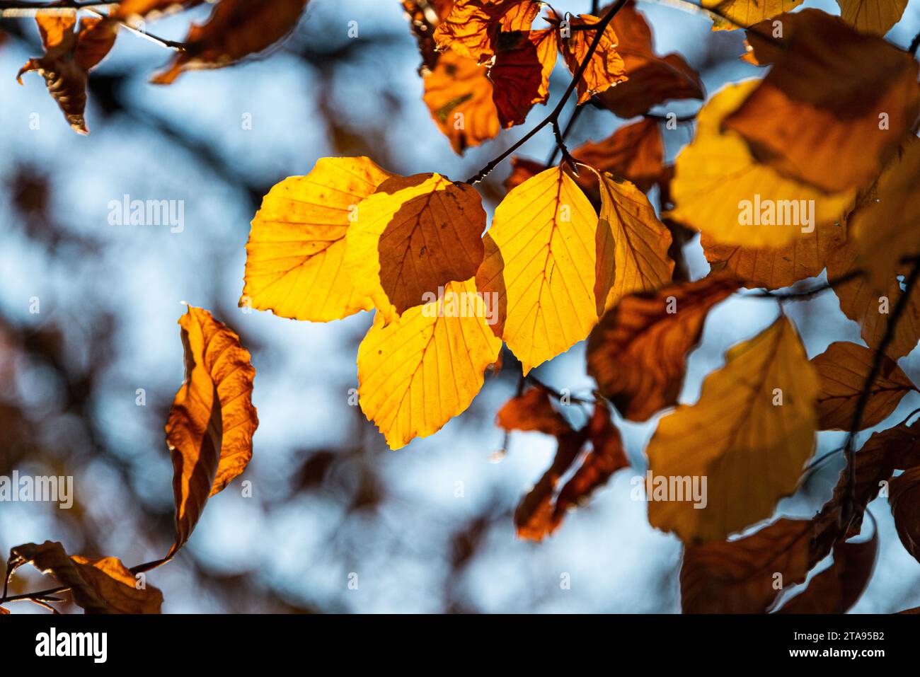 Die Blätter einer gewöhnlichen Buche (Fagus sylvatica) im Herbst Stockfoto
