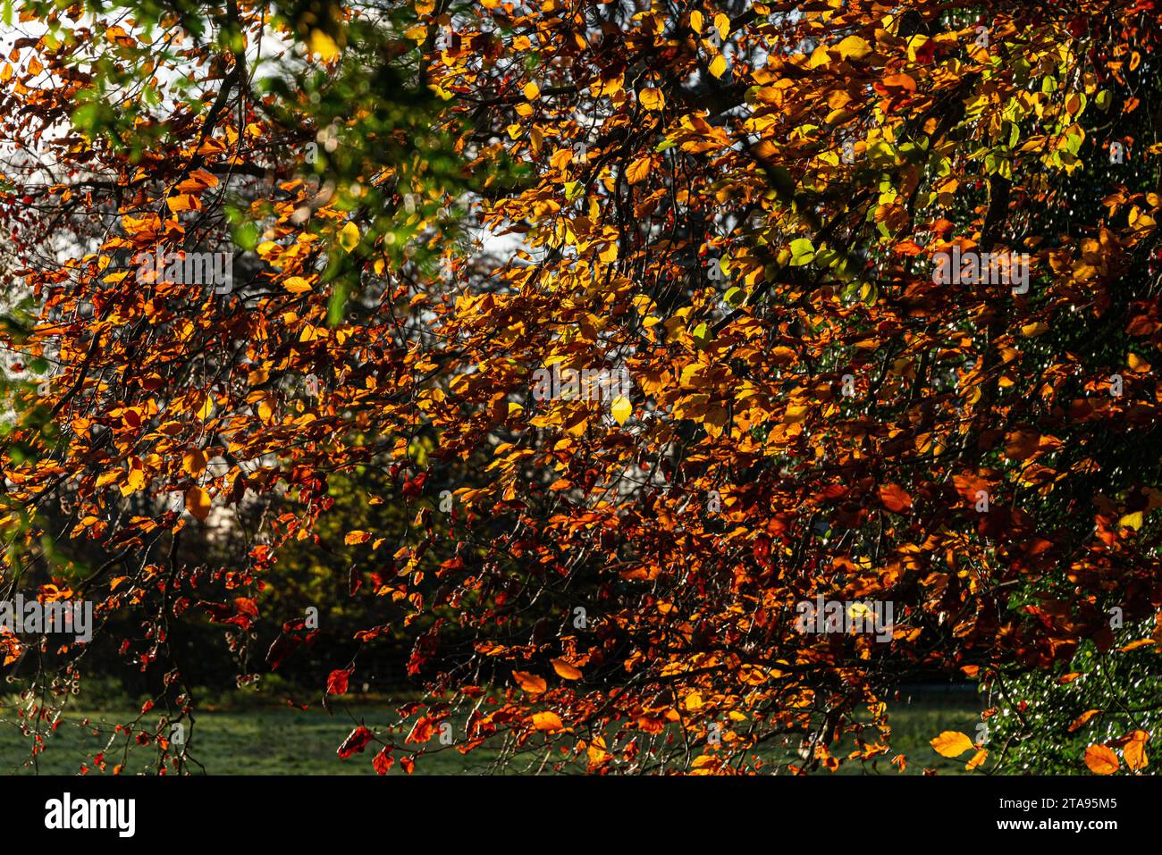 Die Blätter einer gewöhnlichen Buche (Fagus sylvatica) im Herbst Stockfoto