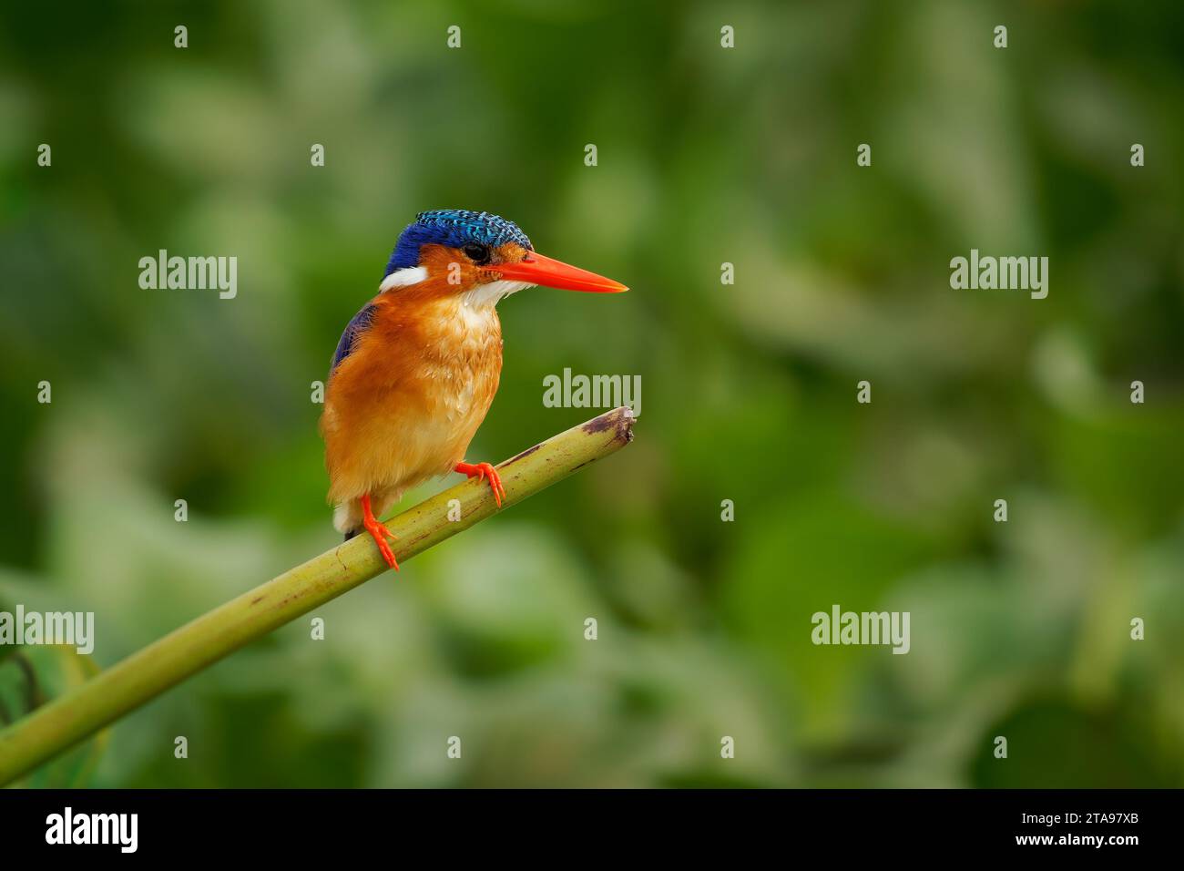 Malachiteiche - Corythornis cristatus River kingfisher weit verbreitet in Afrika südlich der Sahara, kleiner farbenfroher Vogel mit roter Orange Stockfoto