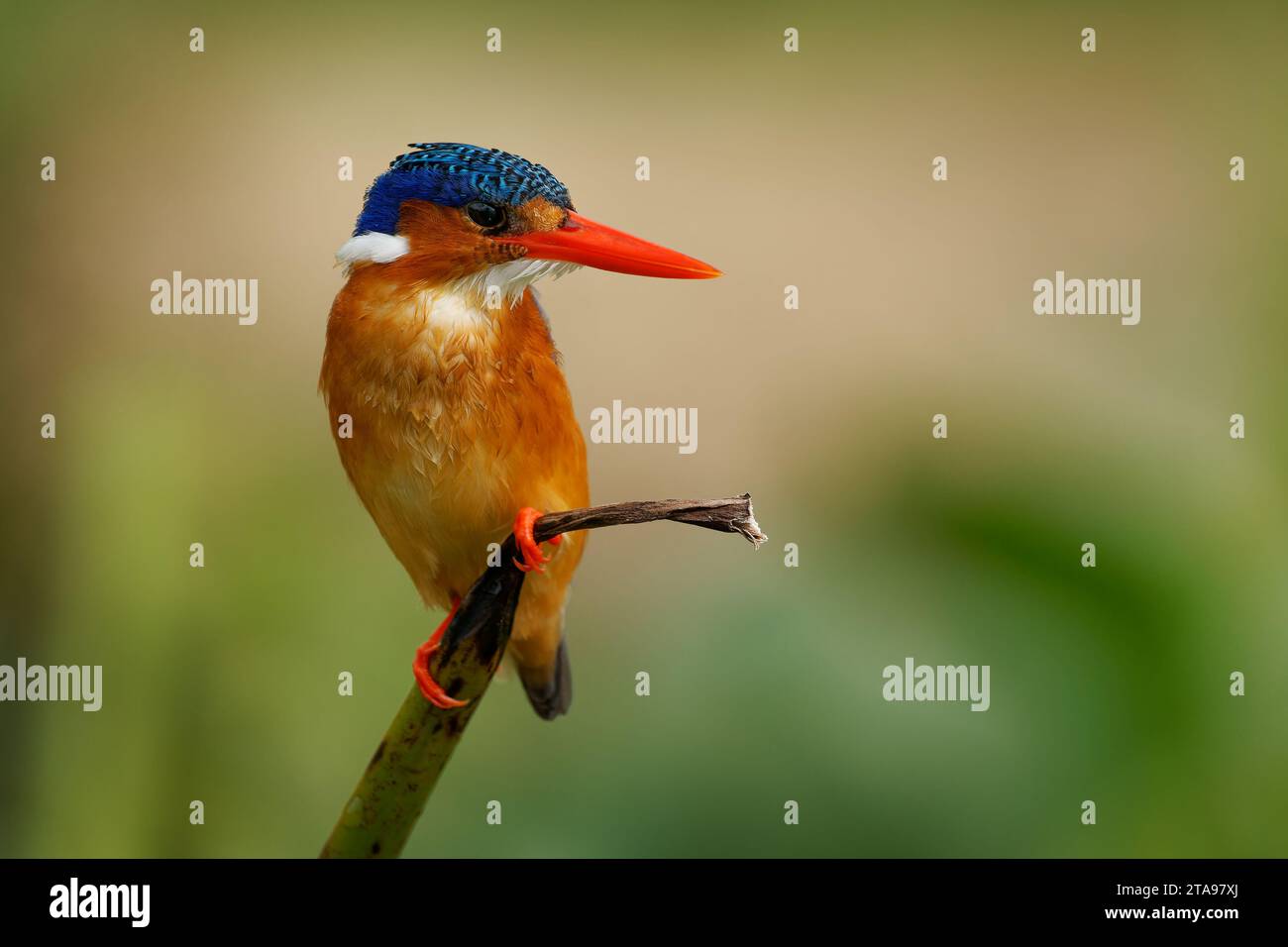 Malachiteiche - Corythornis cristatus River kingfisher weit verbreitet in Afrika südlich der Sahara, kleiner farbenfroher Vogel mit roter Orange Stockfoto