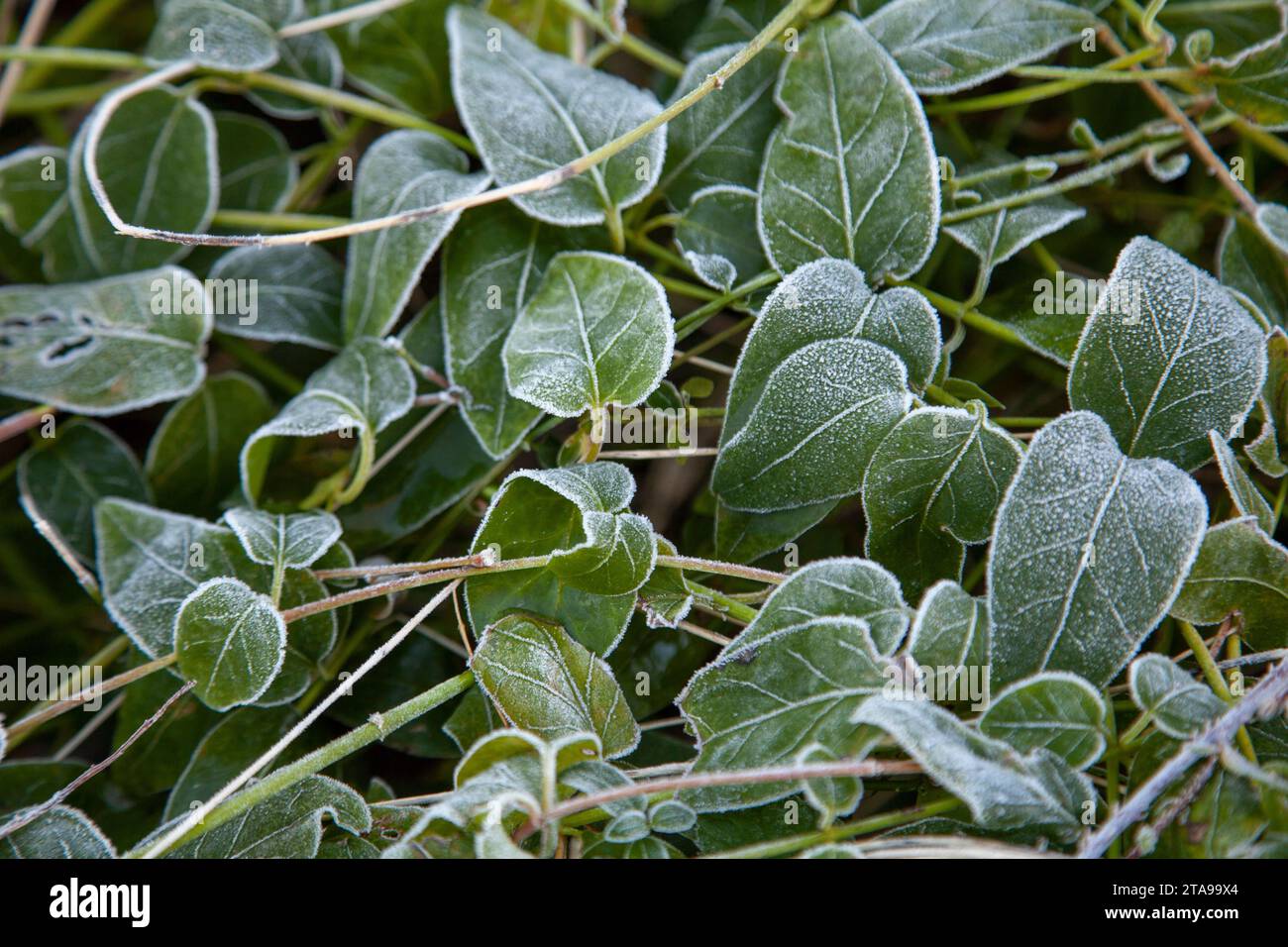 Grünes Gras im Frost Stockfoto