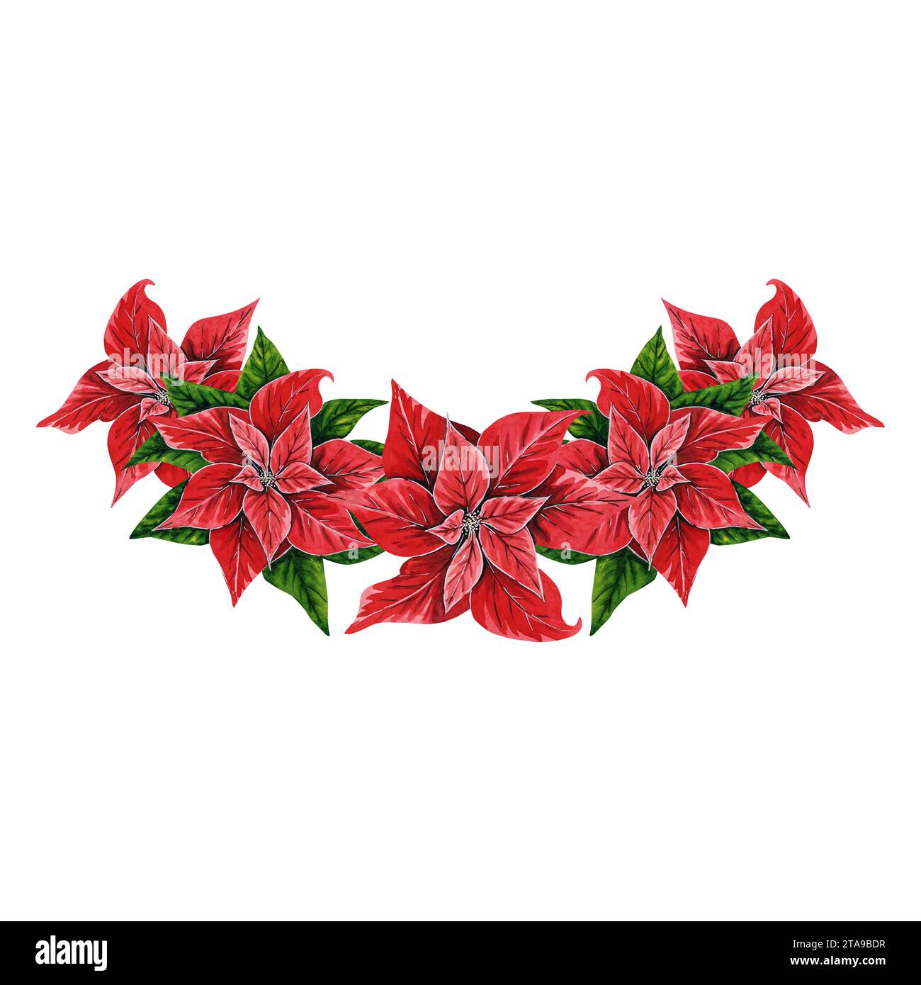 Weihnachtsstern illustration -Fotos und -Bildmaterial in hoher Auflsung   Alamy