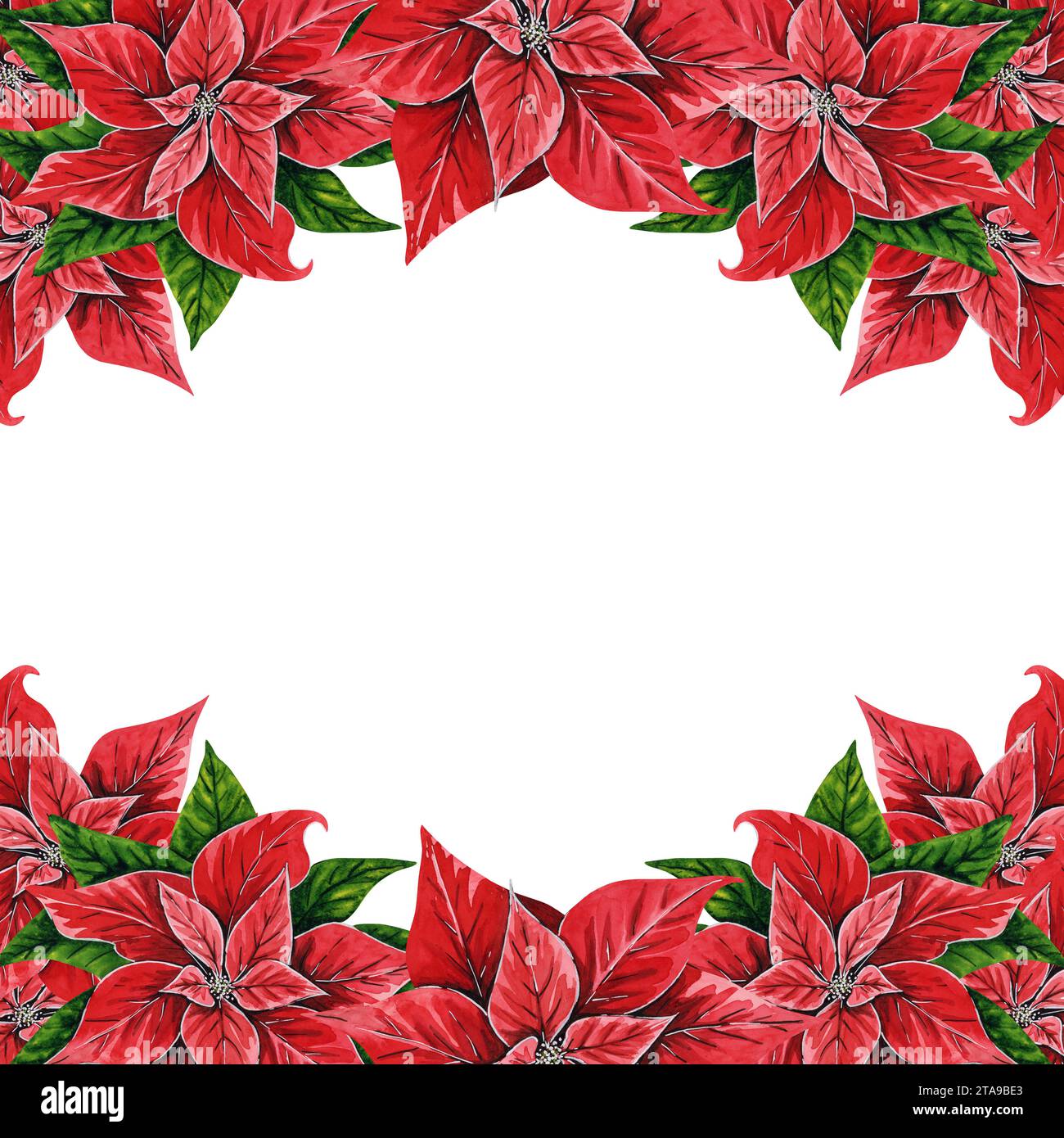 Weihnachtsblume Weihnachtsstern Rahmen, handgemalte Aquarellillustration isoliert auf weißem Hintergrund. Blumenillustration zur Weihnachtsdekoration Stockfoto