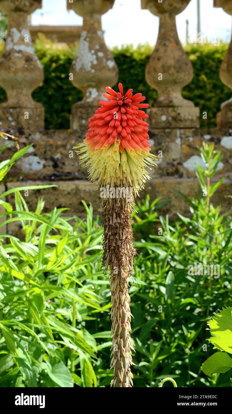 Red Hot Poker Pflanze in einem Garten Stockfoto