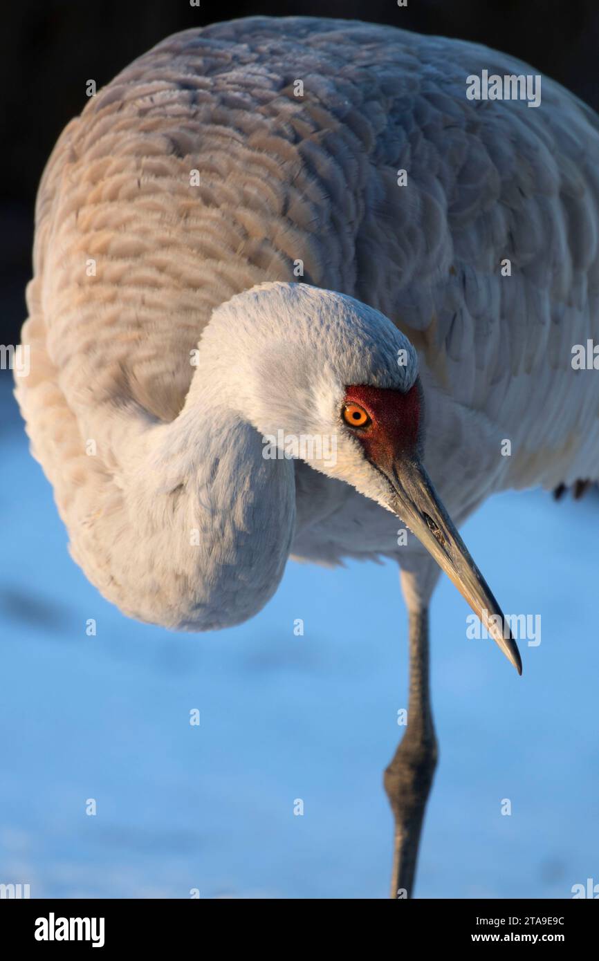 Sandhill Kran, George C Reifel Migratory Bird Sanctuary, Britisch-Kolumbien, Kanada Stockfoto