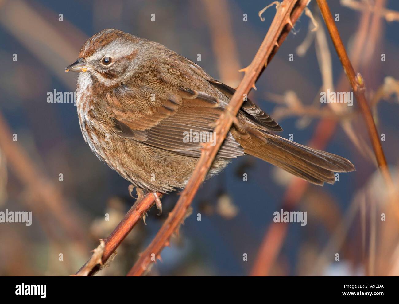 Spatz, George C Reifel wandernden Vogelschutzgebiet, British Columbia, Kanada Stockfoto