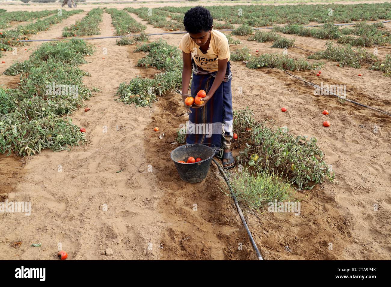 HAJJAH, JEMEN – 28. Februar 2021: Krieg und Belagerung verhindern, dass Hunderte von Farmen in der Anhäufung und Beschädigung von Ernten im Nordwesten Jems produzieren Stockfoto