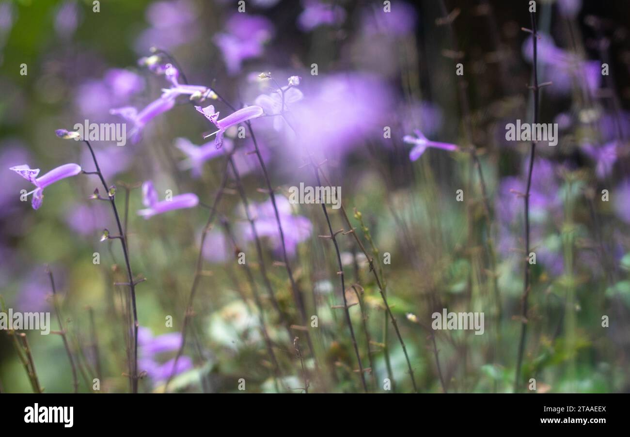 Lila Blumengarten Mona Lavendel. Naturhintergrund-Konzept. Stockfoto