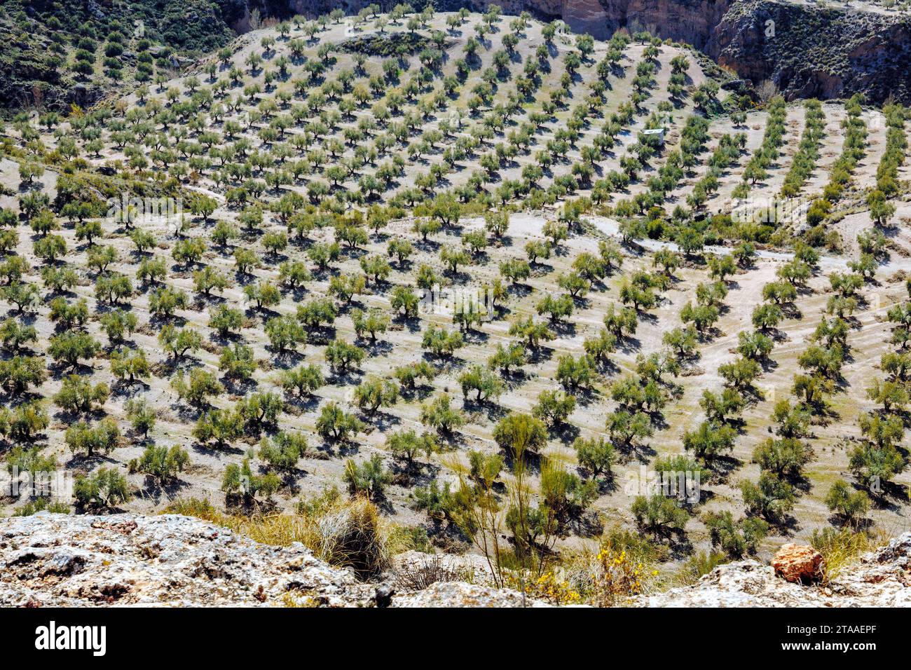 Landwirtschaftliche Felder in Andalusien, Spanien Stockfoto
