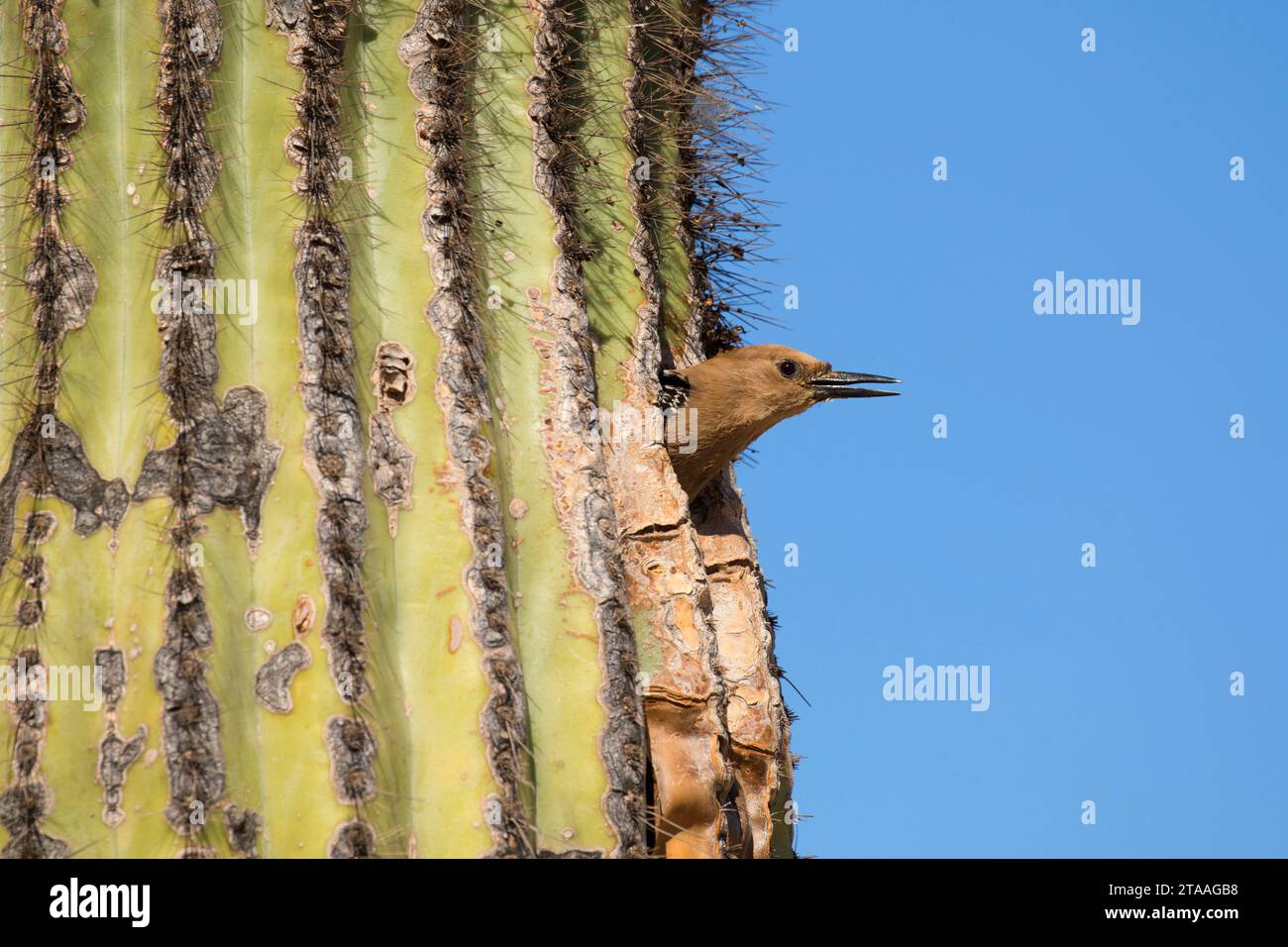 Flimmern am Nest Loch im Saguaro, Anliegerstaaten zu bewahren im Wasser Ranch, Gilbert, Arizona Stockfoto