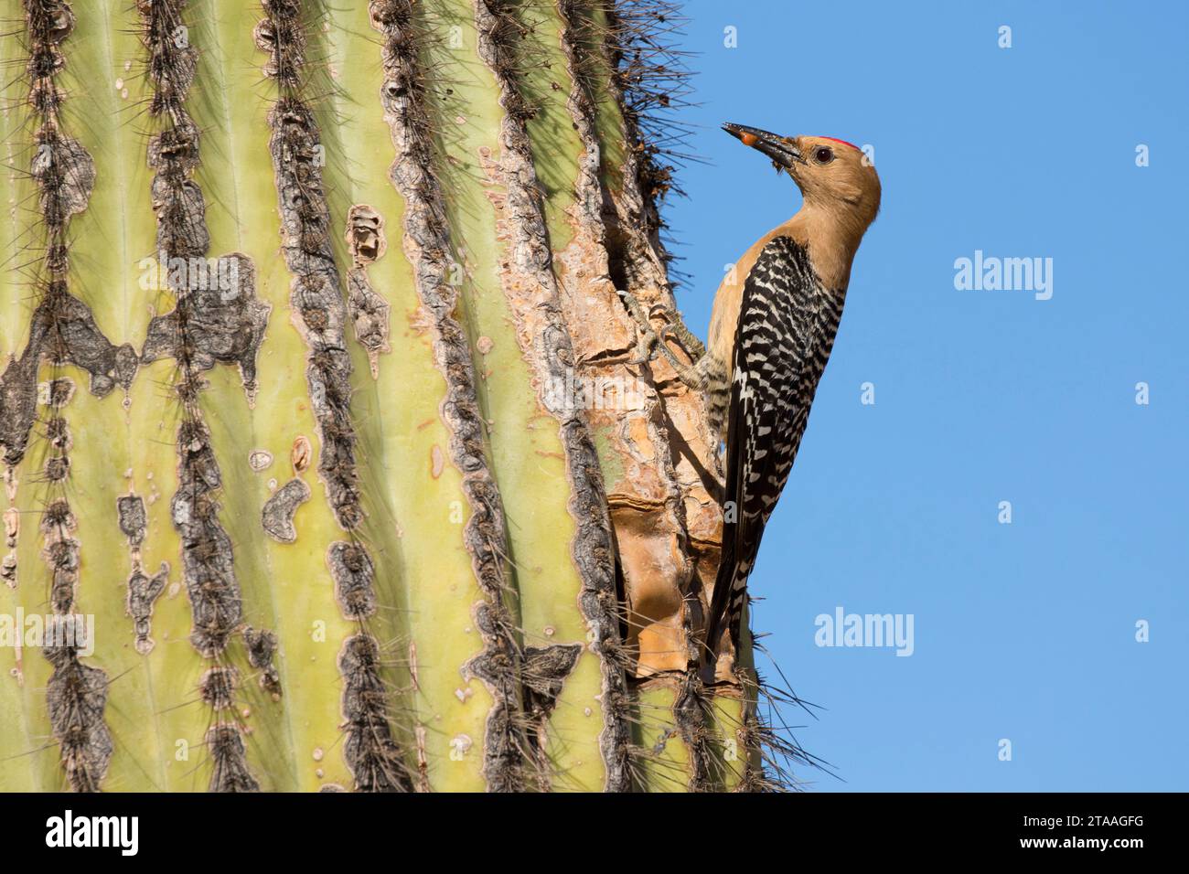 Flimmern am Nest Loch im Saguaro, Anliegerstaaten zu bewahren im Wasser Ranch, Gilbert, Arizona Stockfoto