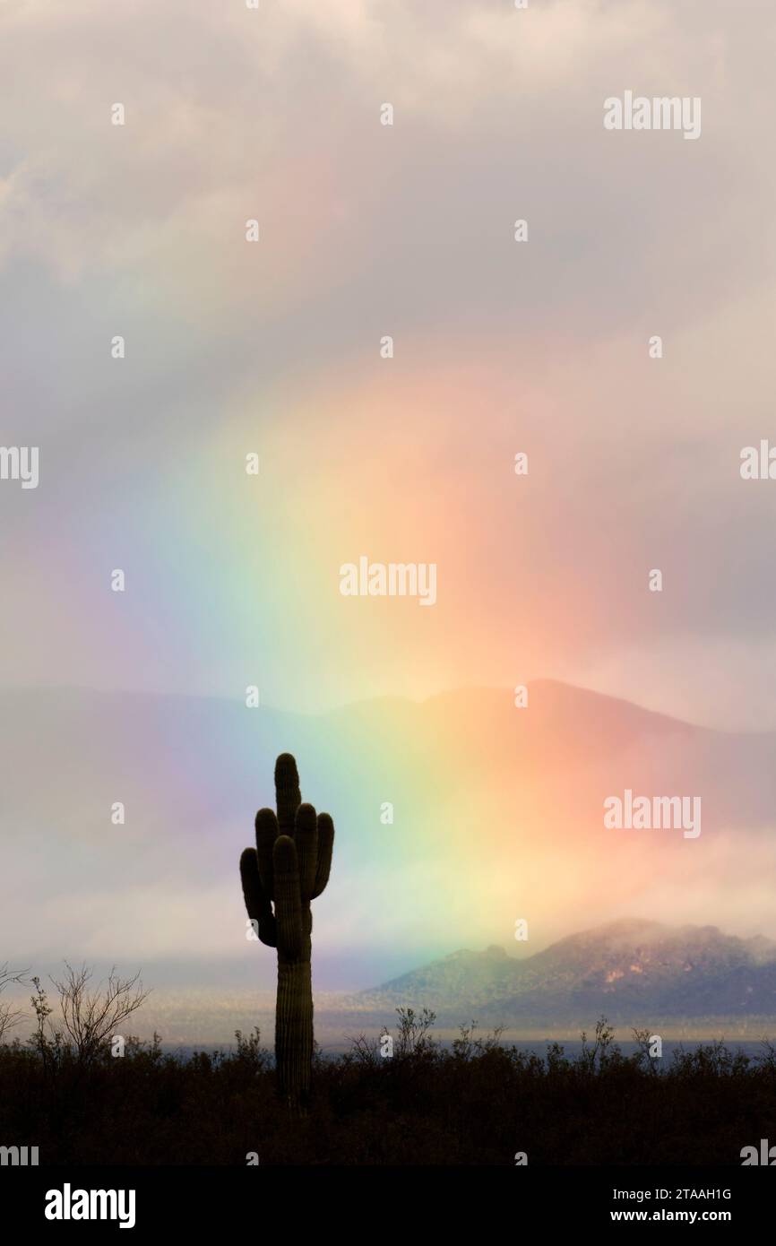 Rainbow mit Saguaro, Maricopa County, Arizona Stockfoto