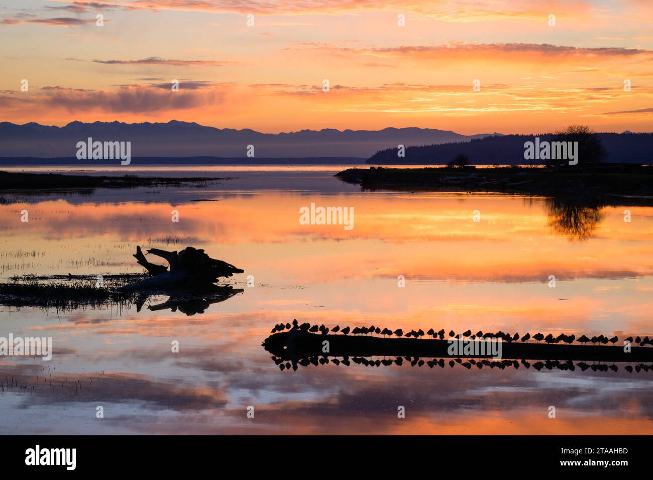 Die Küstenvögel auf dem Baumstamm beobachten den glühenden Sonnenuntergang hinter den entfernten Olympic Mountains, der sich im Wasser der Skagit Bay spiegelt Stockfoto