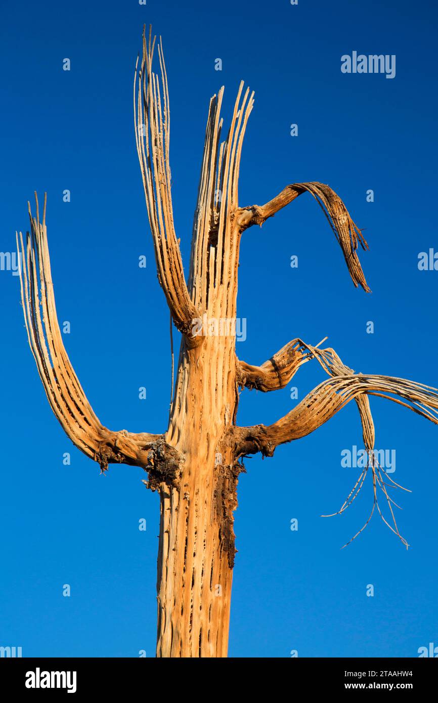 Saguaro Skelett entlang Pemberton Trail, McDowell Mountain Regional Park, Maricopa County, Arizona Stockfoto