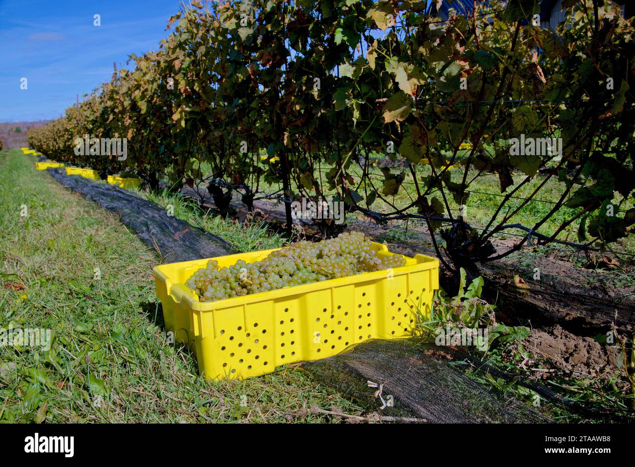 Weinlese im Weingut Stockfoto