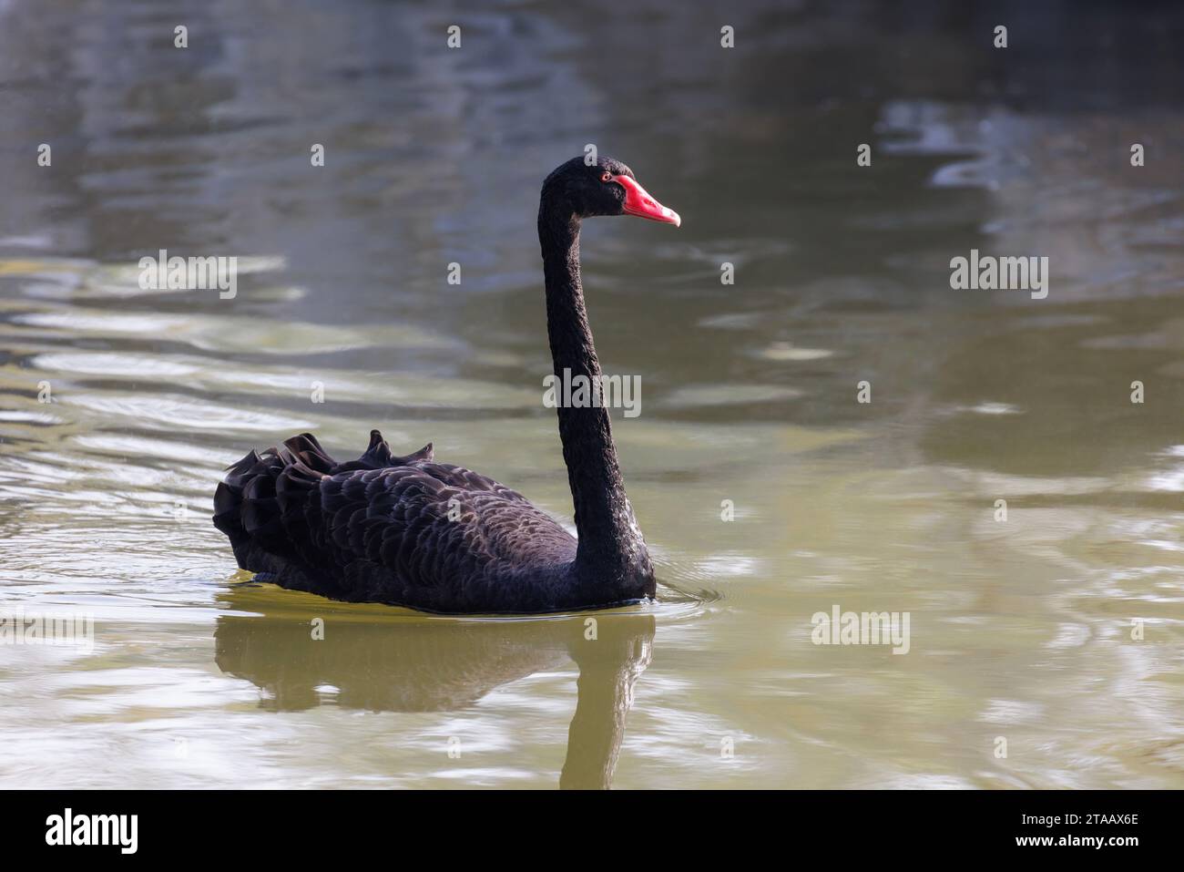 Schwarzer Schwanenvogel in Peking China Stockfoto