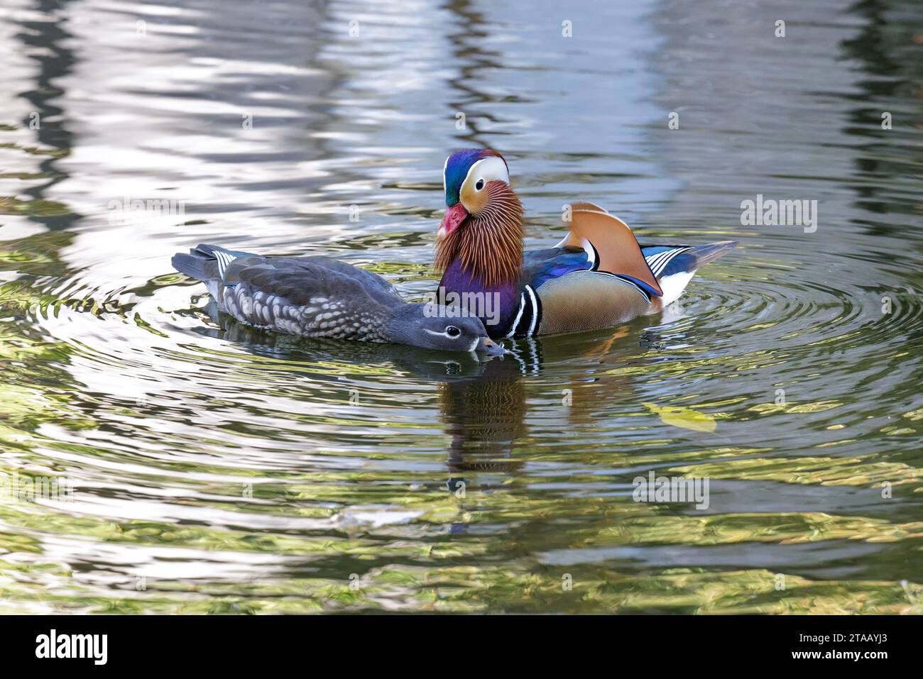 Mandarinente Paarungsvogel in Peking China Stockfoto