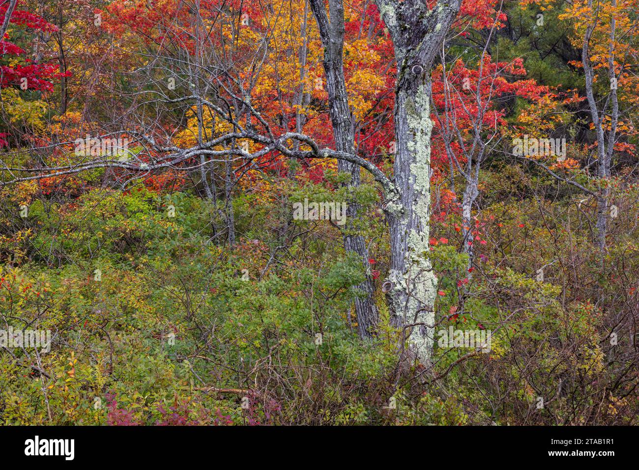 Buntes Herbstlaub und Flechten bedeckte Baumstämme am Eagle Lake, Acadia National Park, Maine Stockfoto