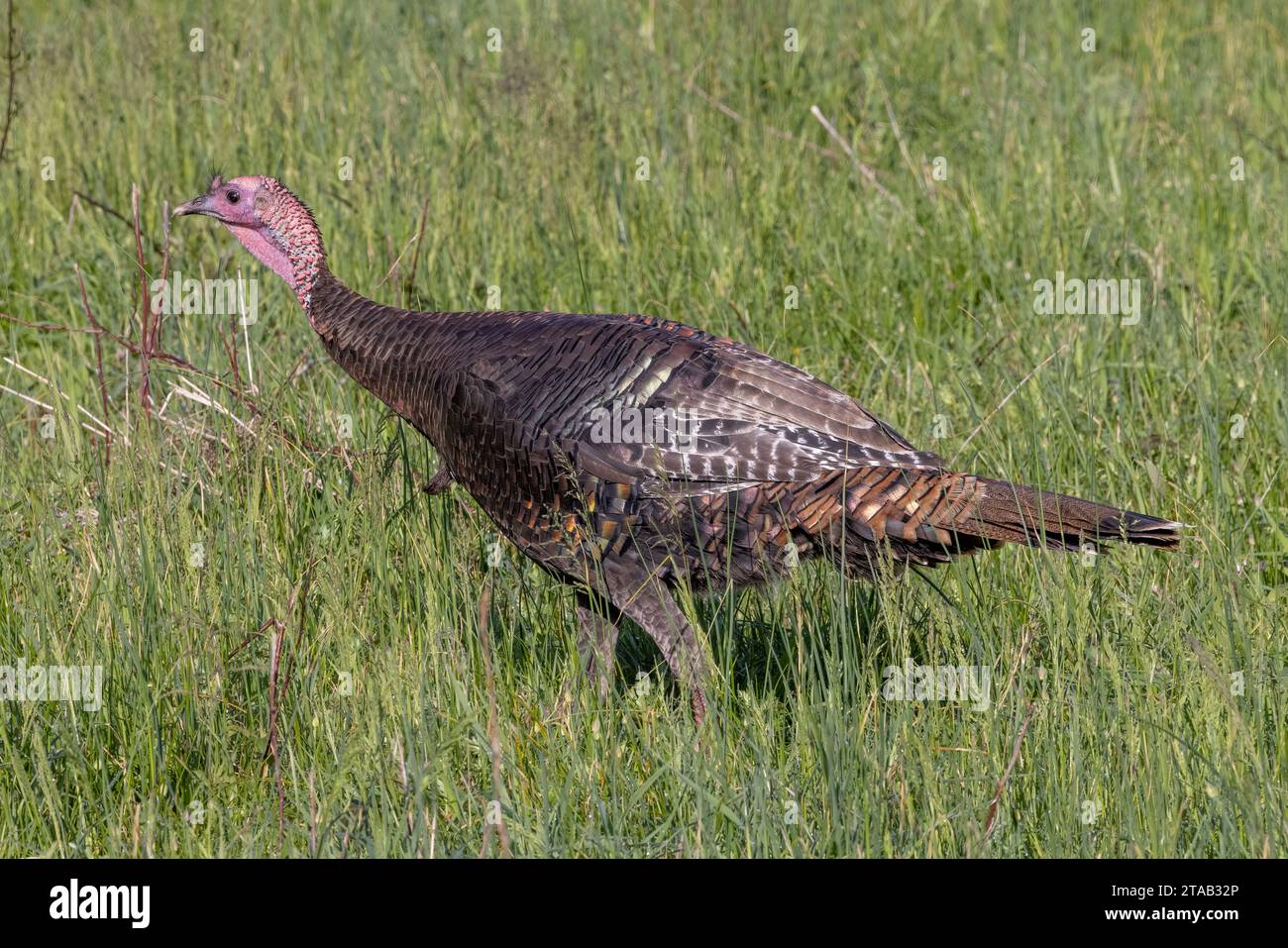 Östliche wilde truthahn (Meleagris gallopavo silvestris), Spaziergänge im Gras, Cades Cove, Great Smoky Mountain National Park, Tennessee Stockfoto