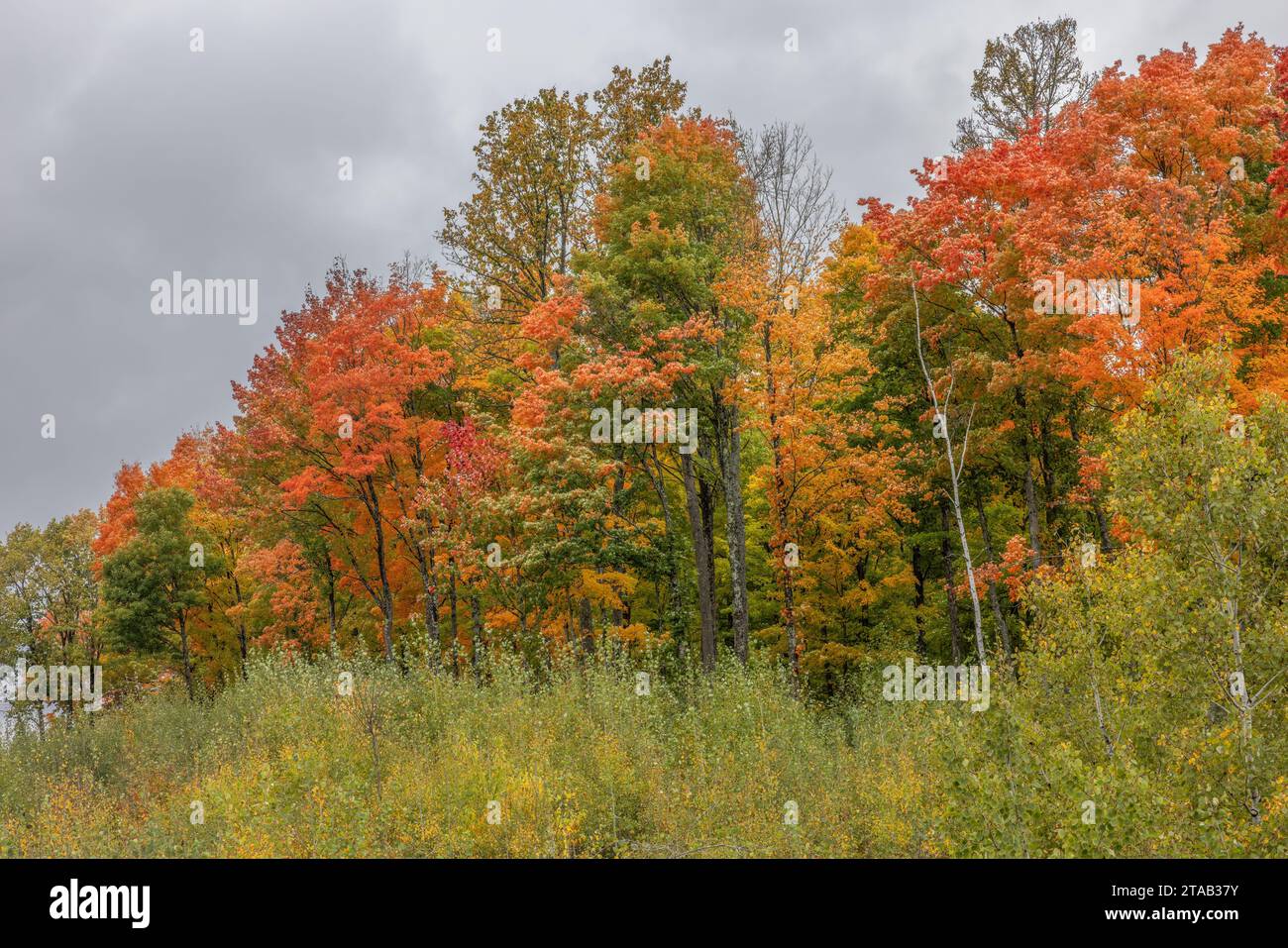 Herbstlaub an einem bewölkten Tag, Forest County, Wisconsin Stockfoto