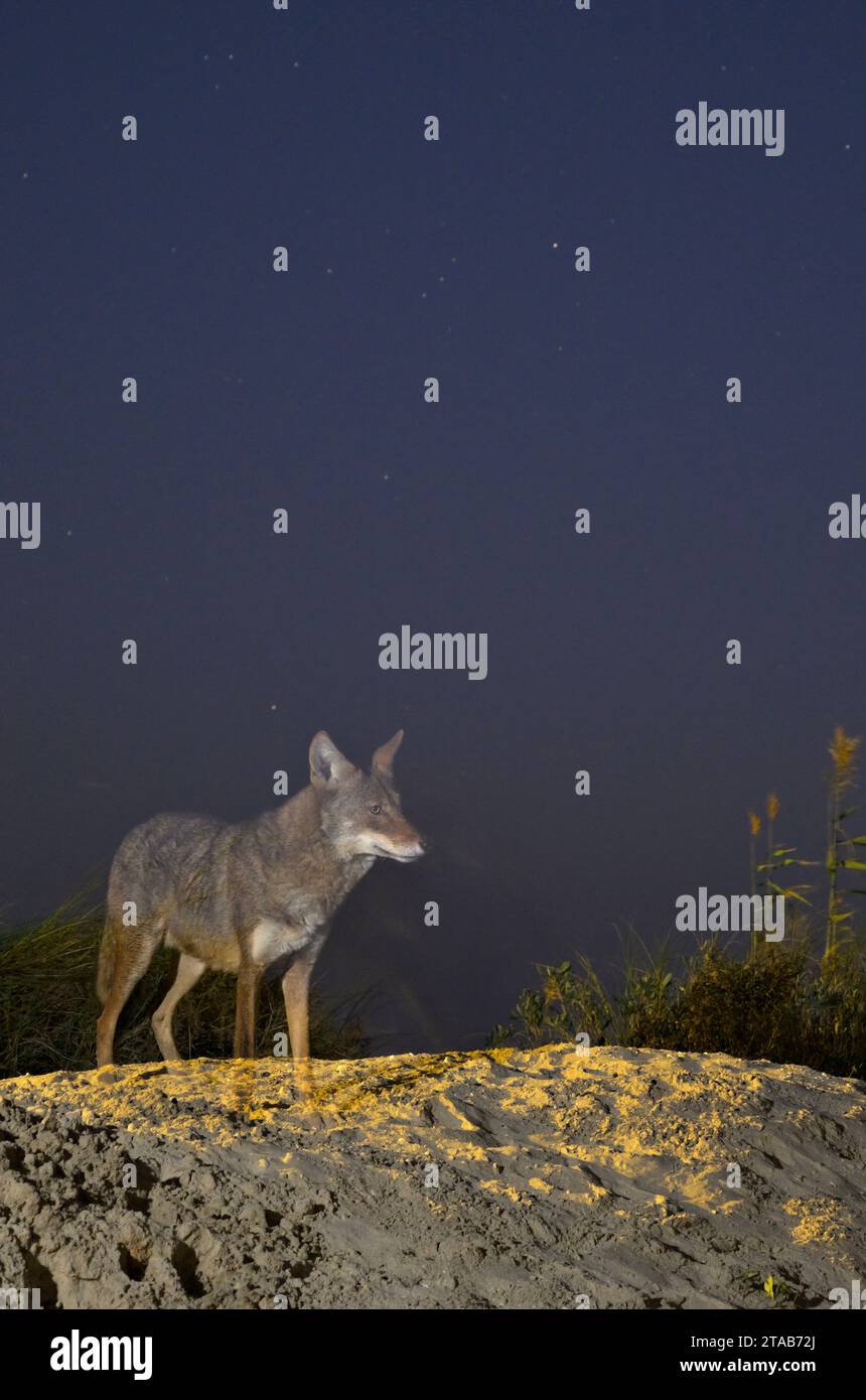 Der Geist. Kojote (Canis latrans) auf der Sanddüne bei Nacht, Galveston, Texas. Kombination aus Blitzfeuer und langer Exposition, um das Tier transparent zu machen Stockfoto