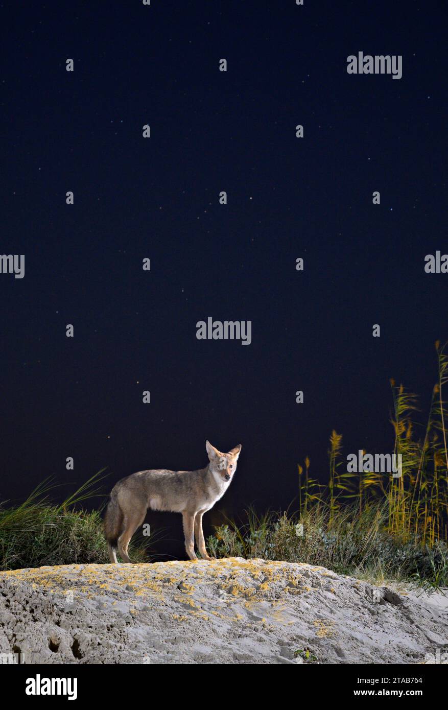Kojote (Canis latrans) auf der Sanddüne bei Nacht unter Sternenhimmel, Galveston, Texas. Man nimmt an, dass diese Population Gene des Roten Wolfs (Canis rufus) besitzt. Stockfoto