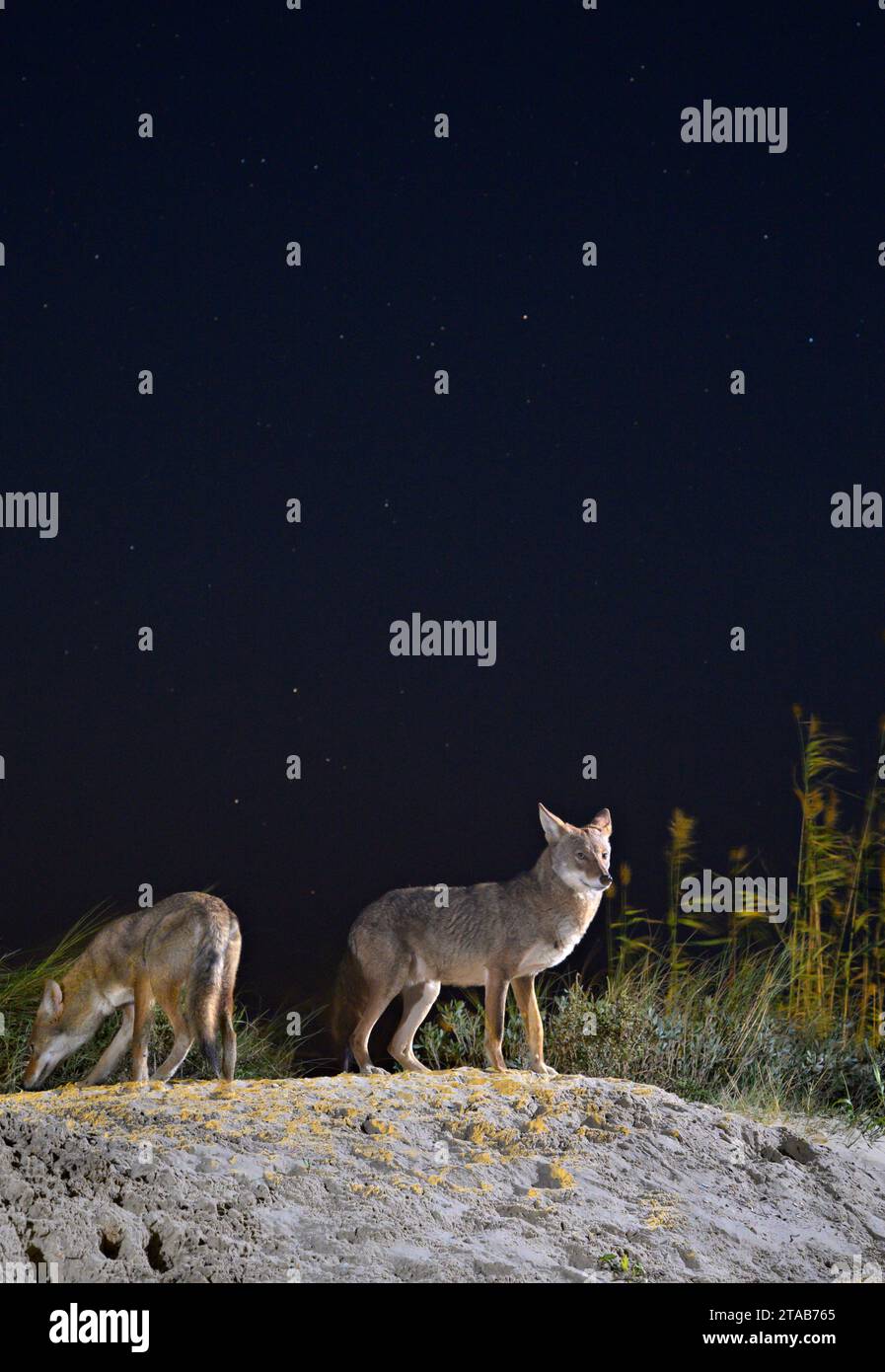 Kojoten (Canis latrans) auf der Sanddüne bei Nacht unter Sternenhimmel, Galveston, Texas. Man nimmt an, dass diese Population Gene des Roten Wolfs (Canis rufus) besitzt. Stockfoto