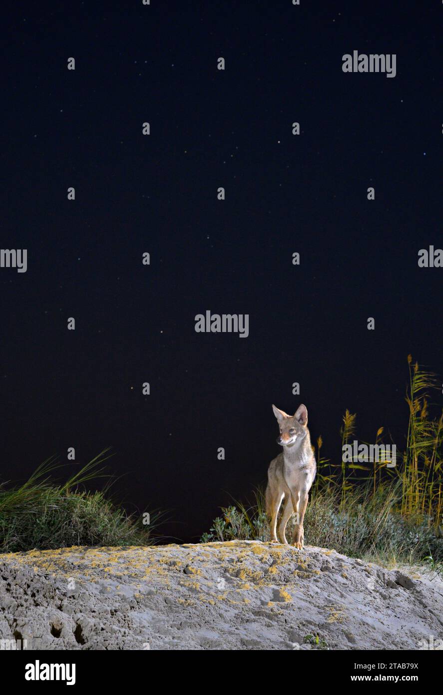 Kojote (Canis latrans) auf der Sanddüne bei Nacht unter Sternenhimmel, Galveston, Texas. Man nimmt an, dass diese Population Gene des Roten Wolfs (Canis rufus) besitzt. Stockfoto