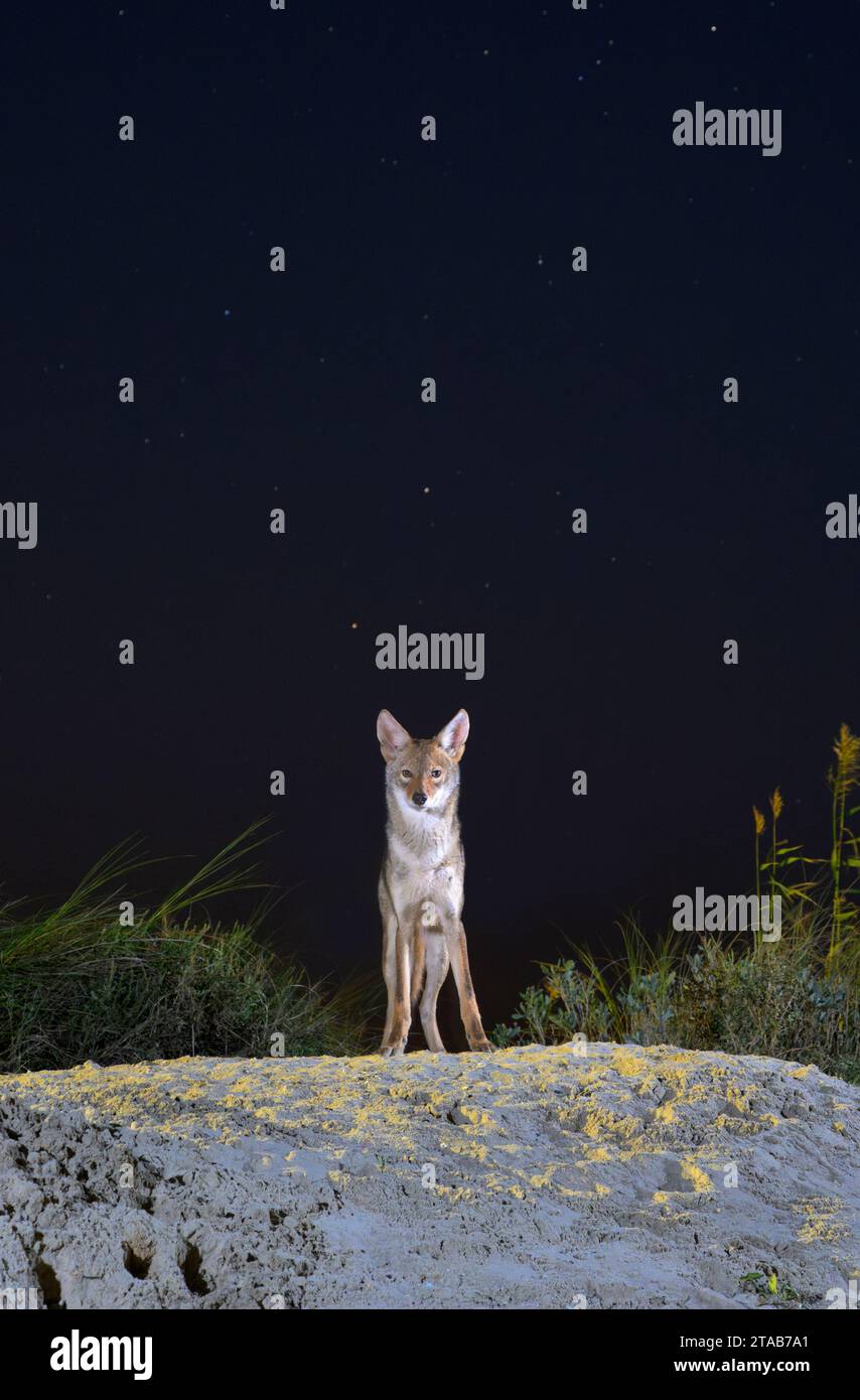 Kojote (Canis latrans) auf der Sanddüne bei Nacht unter Sternenhimmel, Galveston, Texas. Man nimmt an, dass diese Population Gene des Roten Wolfs (Canis rufus) besitzt. Stockfoto