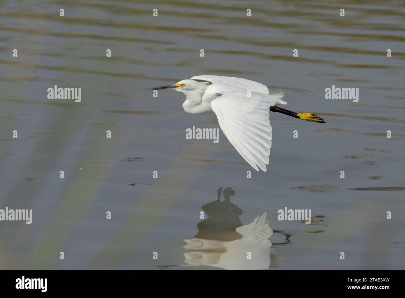 Schneehegring (Egretta thula) Yolo County Kalifornien USA Stockfoto