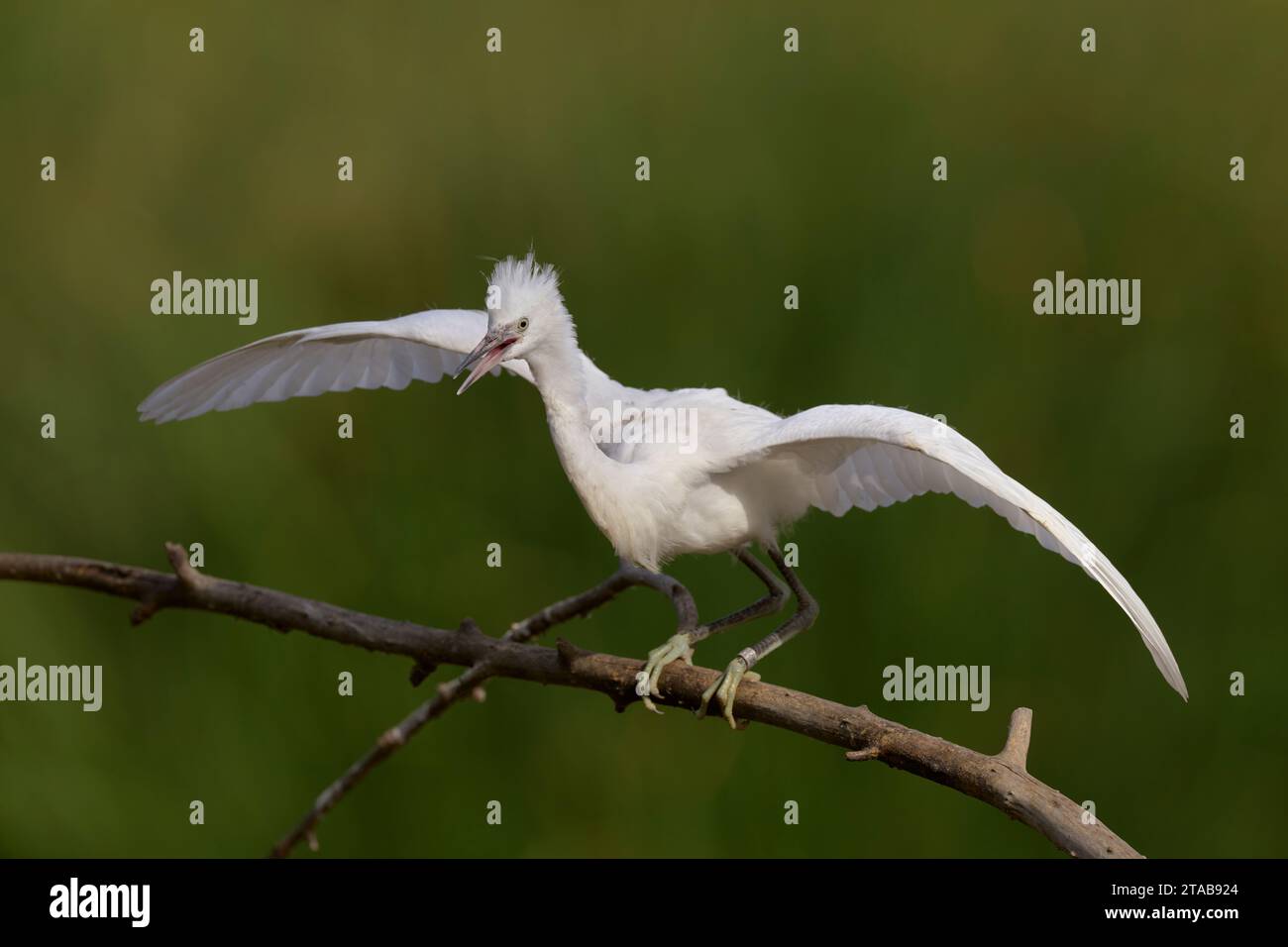 Unreifer Schneeräufer (Egretta thula) Yolo County Kalifornien USA Stockfoto