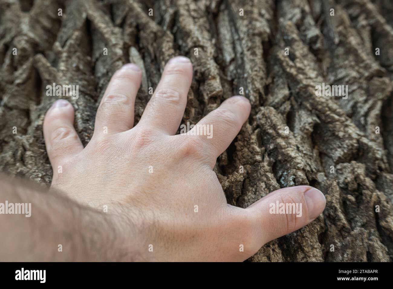 Hand berührt den Stamm eines alten Baumes. Stockfoto