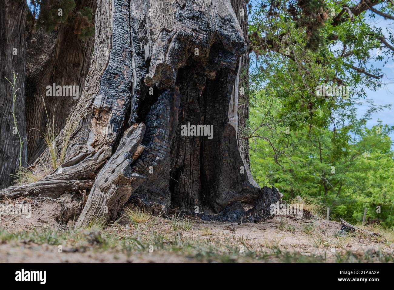 Gebrochener und verbrannter Baumstamm. Stockfoto