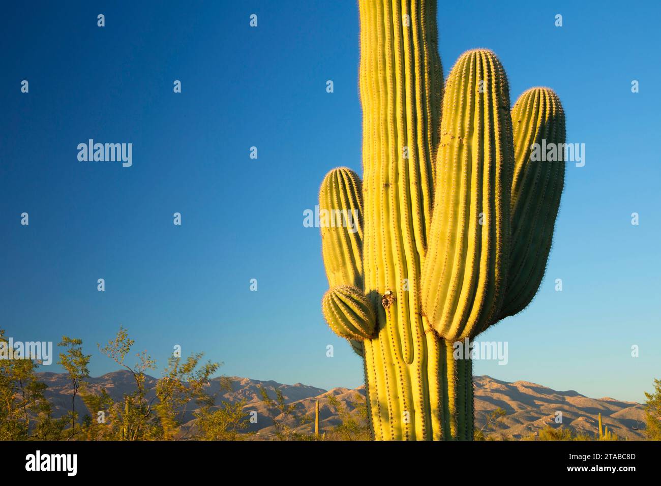 Saguaro Kaktus Forest Drive, Saguaro National Park-Rincon Mountain Unit, Arizona Stockfoto