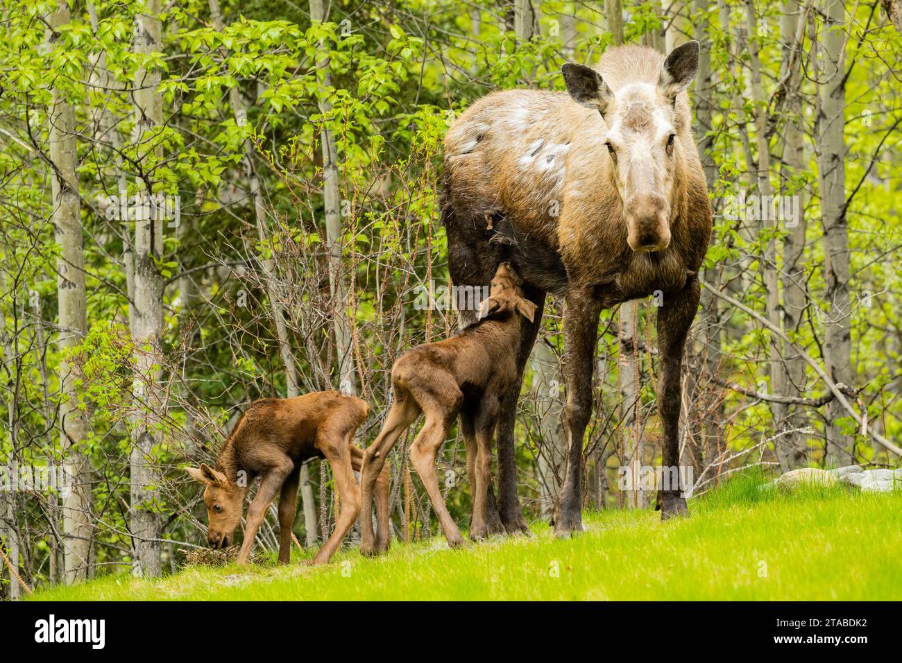 Kuhelchen und neugeborene Kälber in Yard, Eagle River, Alaska Stockfoto