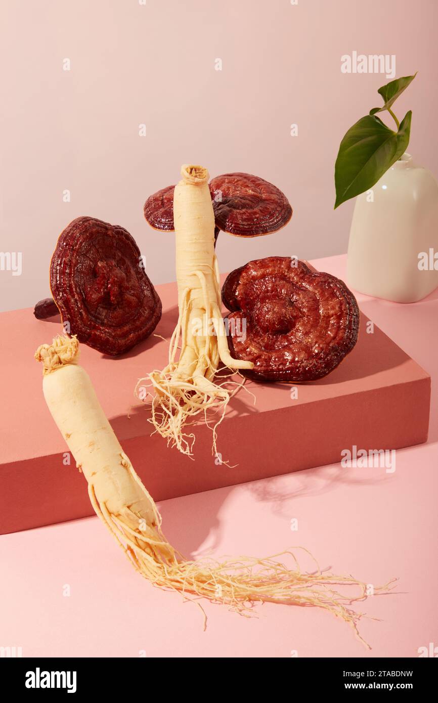 Pflanzliches Arzneimittelkonzept für Werbemittel. Ginseng-Wurzeln und ganoderma-Pilz auf roten Podien mit kleiner Vase auf pastellfarbenem Hintergrund. N Stockfoto