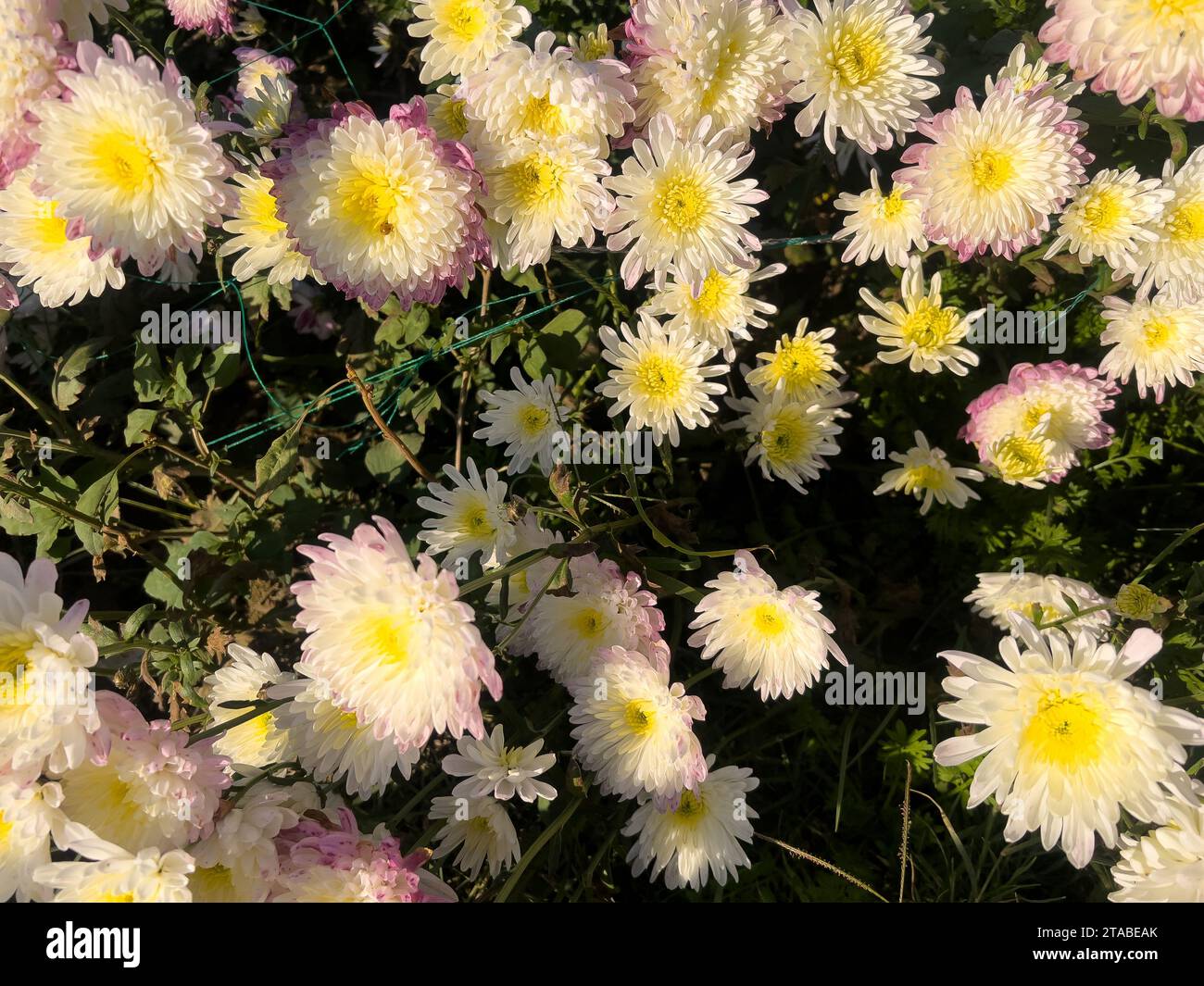 chrysantheme gul e dawodi Blumen von oben Stockfoto