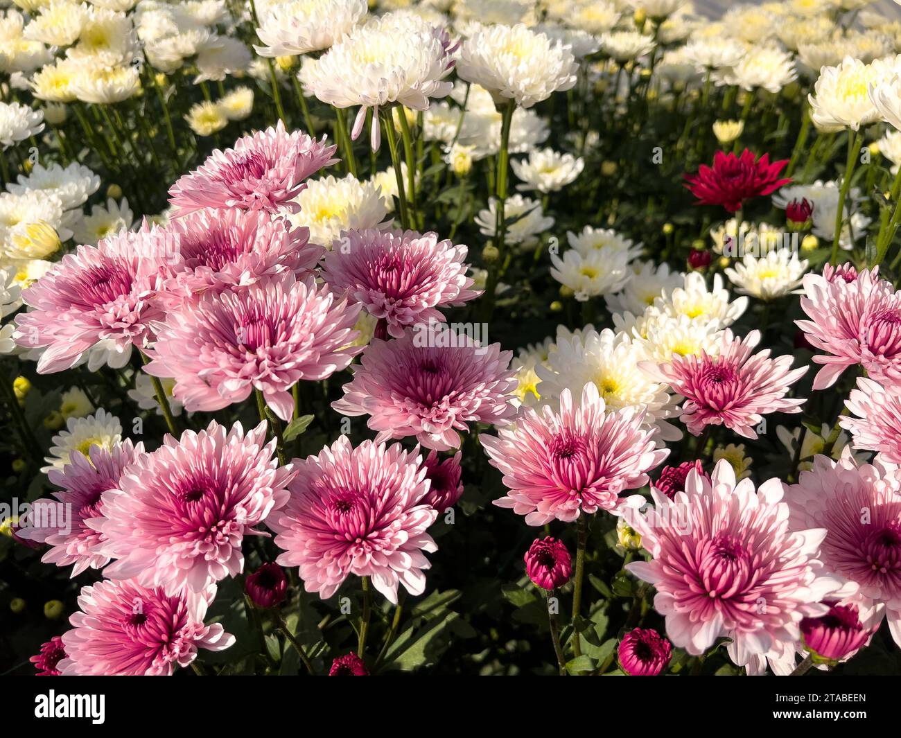 Gul e dawoodi Chrysantheme blüht auf dem Feld Stockfoto