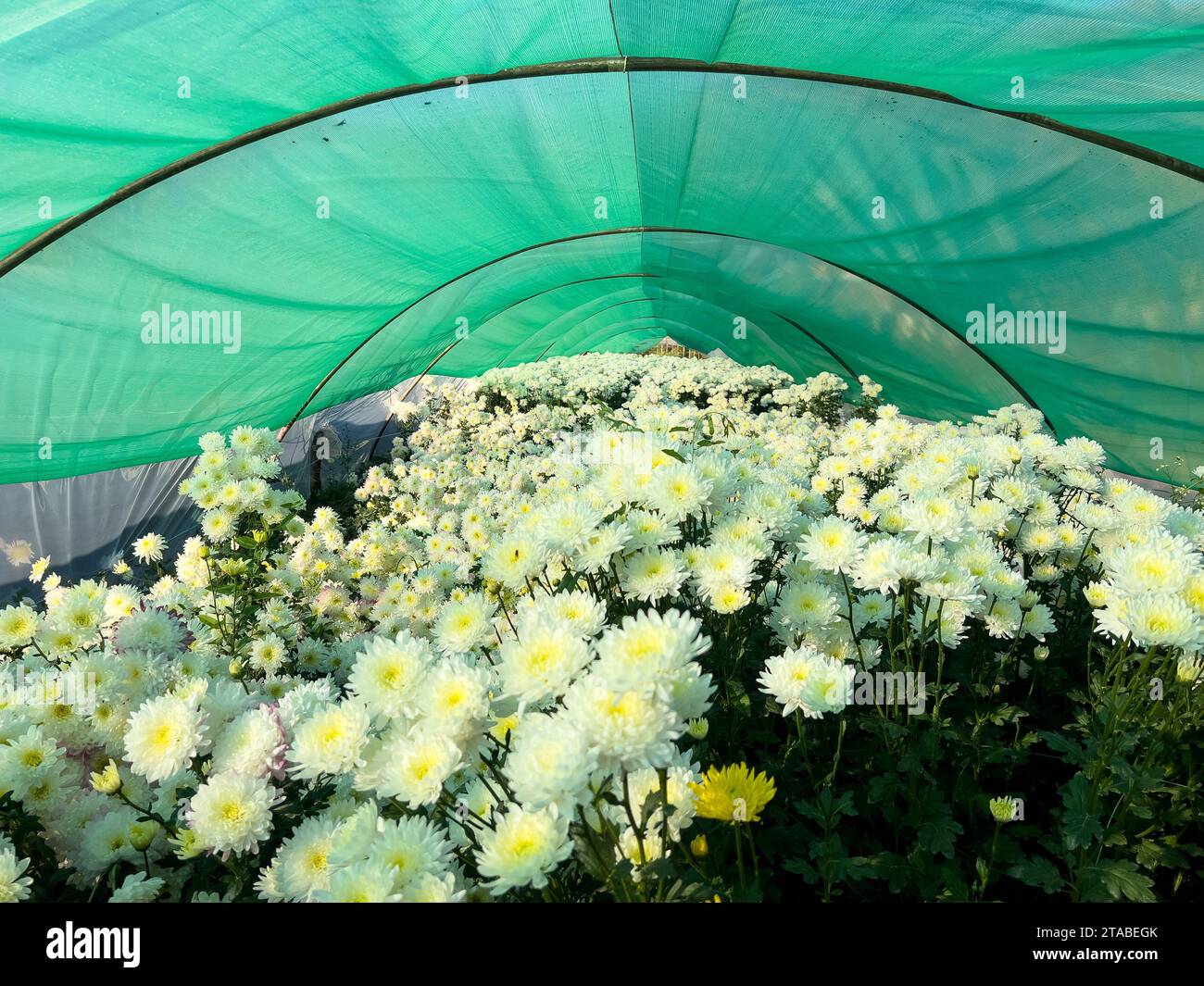 chrysanthemenblüten wachsen im Gewächshaus als kommerzielle Kulturpflanze Stockfoto