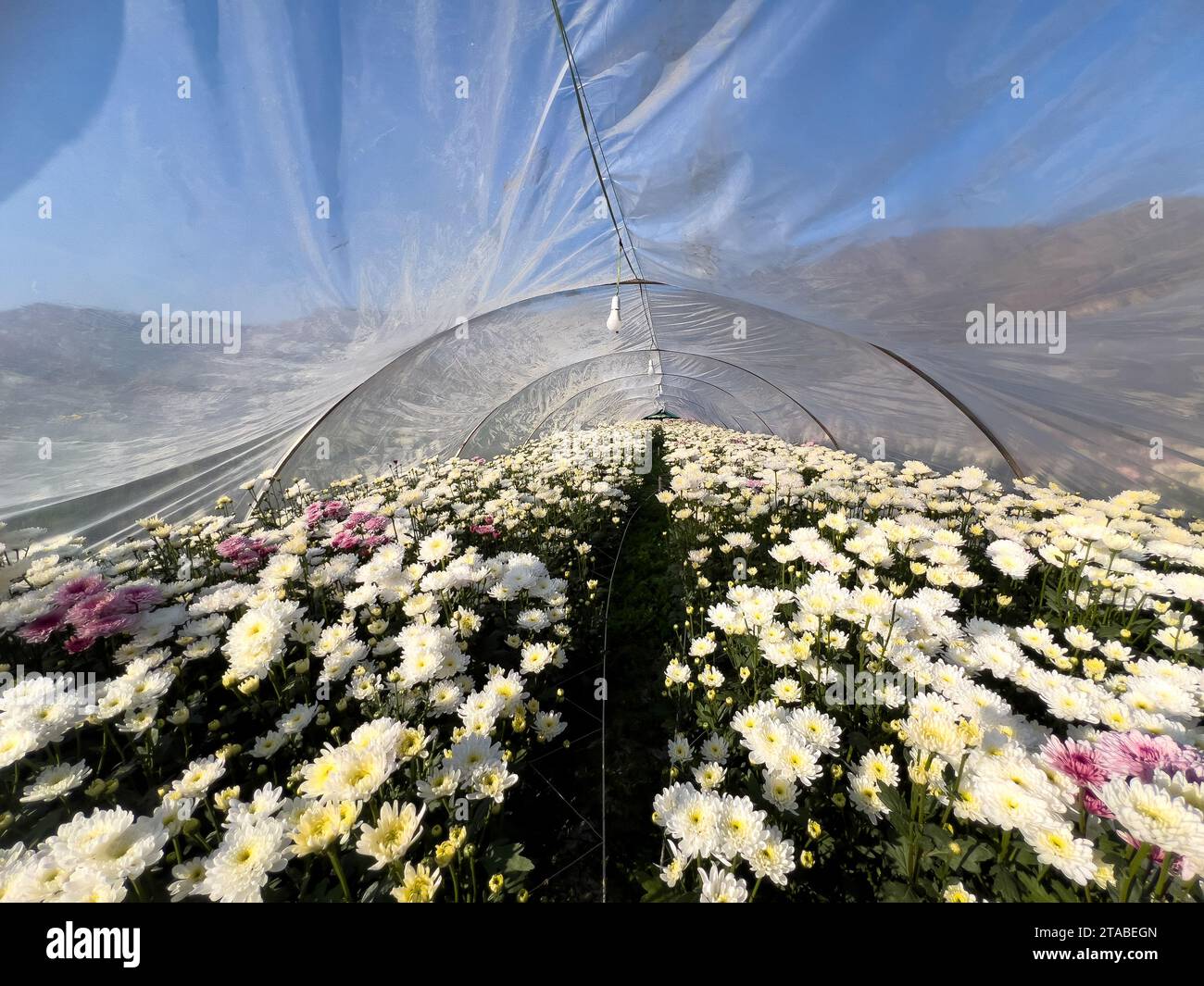 Im Gewächshaus wachsen Chrysanthemen für kommerzielle Zwecke Stockfoto