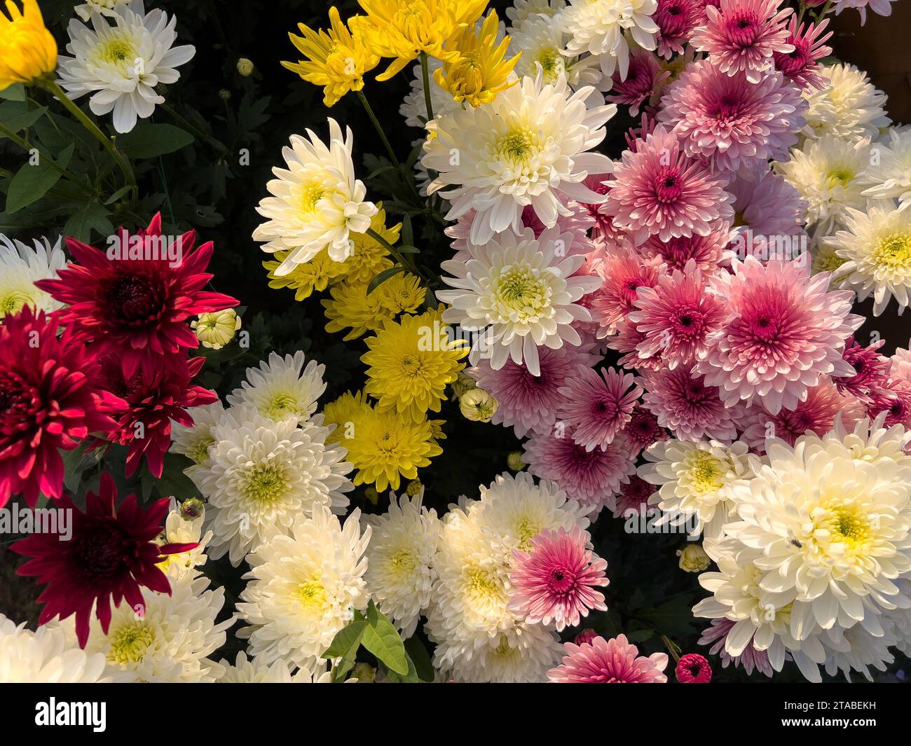 Chrysanthemen farbenfrohe Blumen blühen in der Saison auf dem Feld Stockfoto