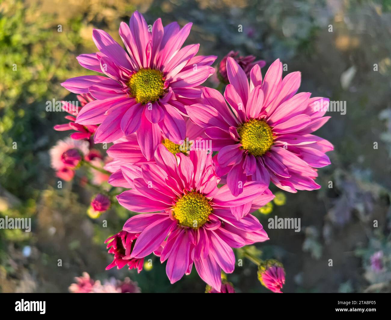 Draufsicht auf die rosa Chrysanthemen Hybridvariante der Schnittblume Stockfoto